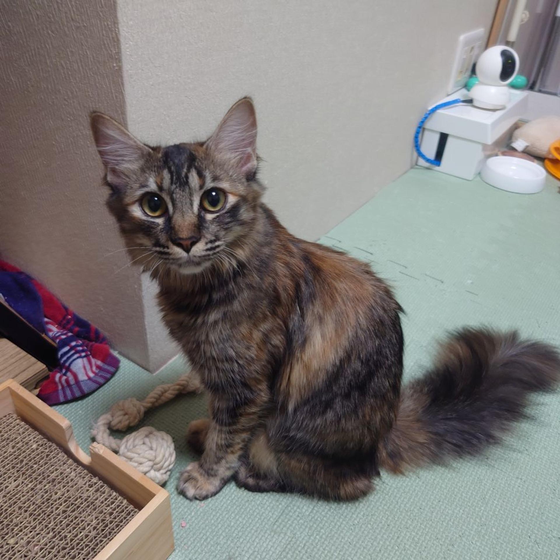 pet-image-3