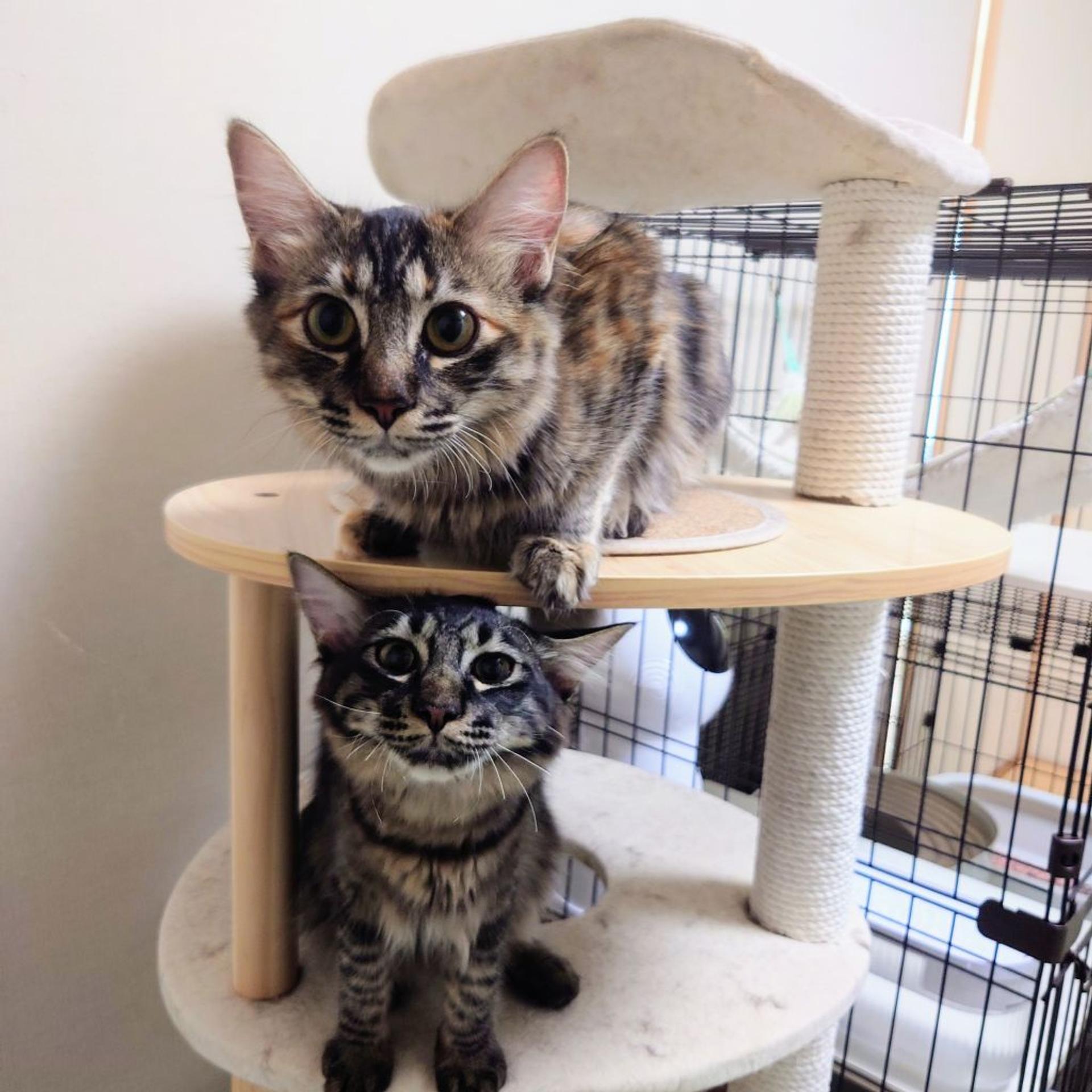 pet-image-9
