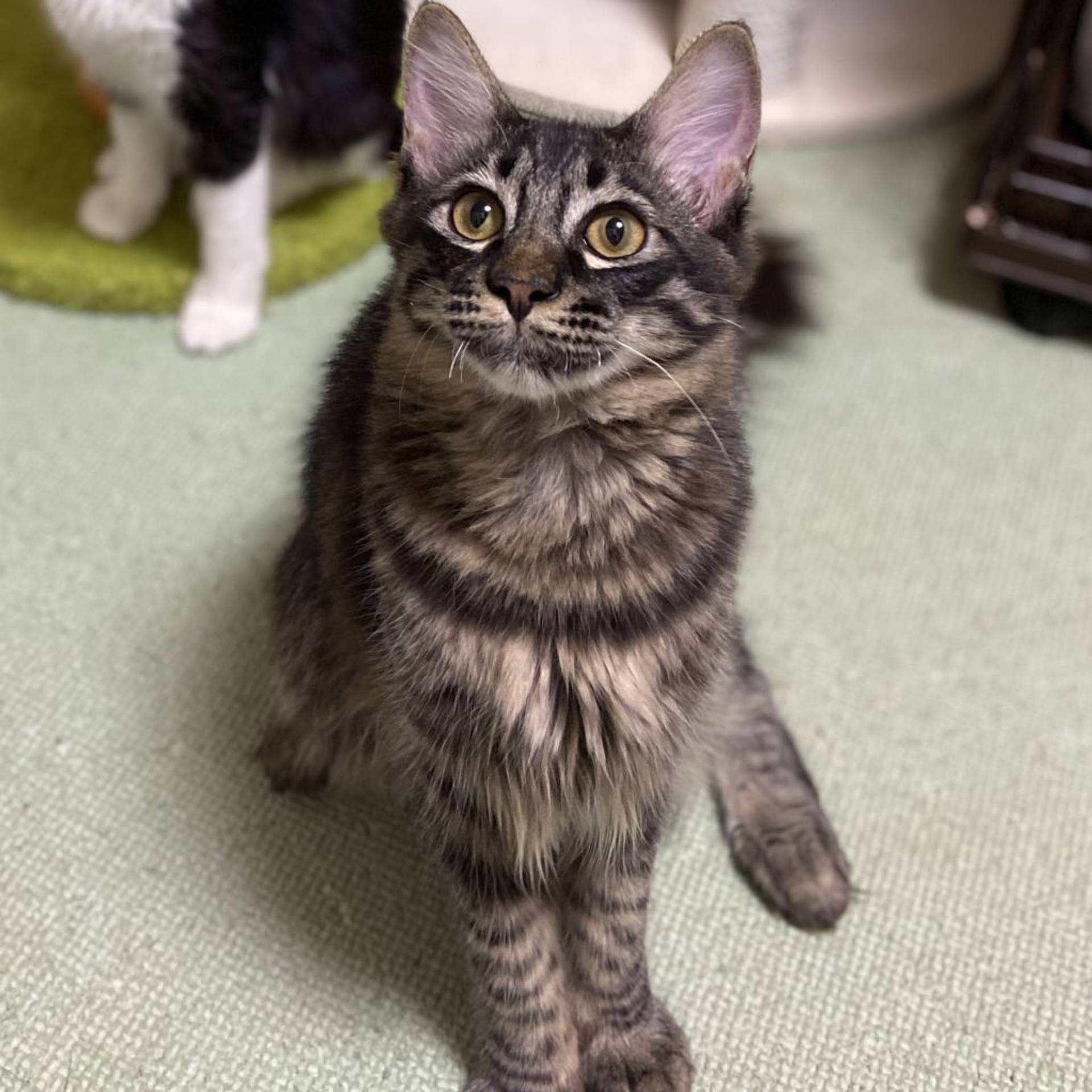 雑種（ミックス猫）・オスの里親募集の写真
