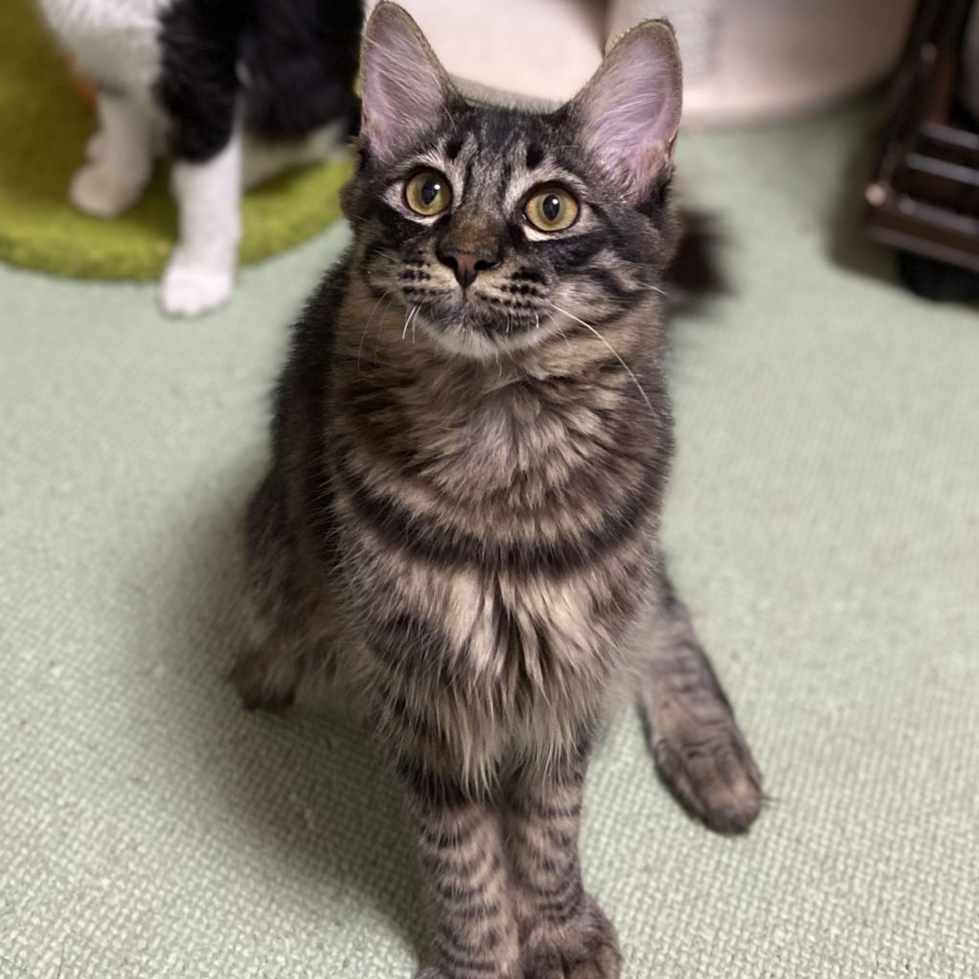 雑種（ミックス猫）・オスの里親募集の写真