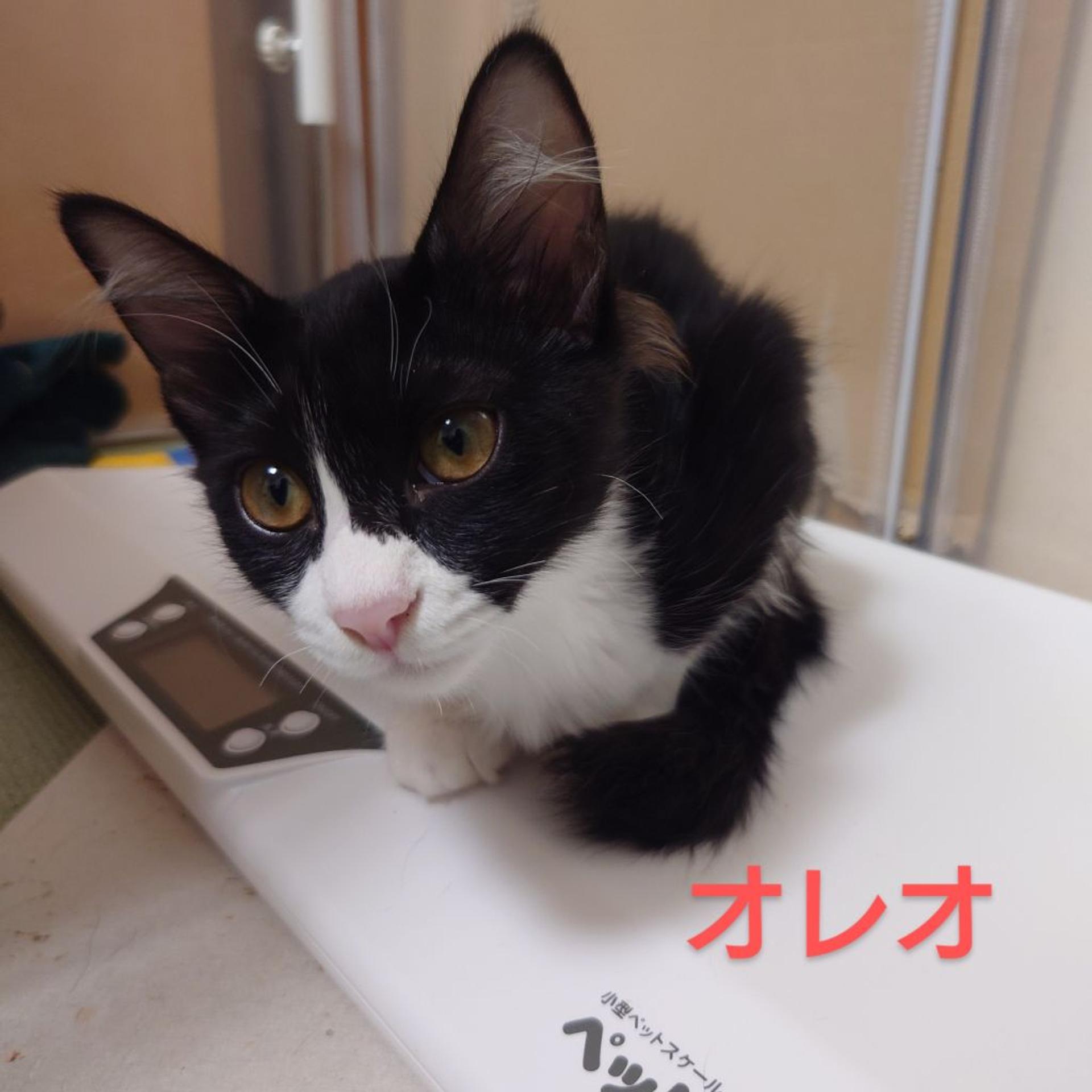 pet-image-7