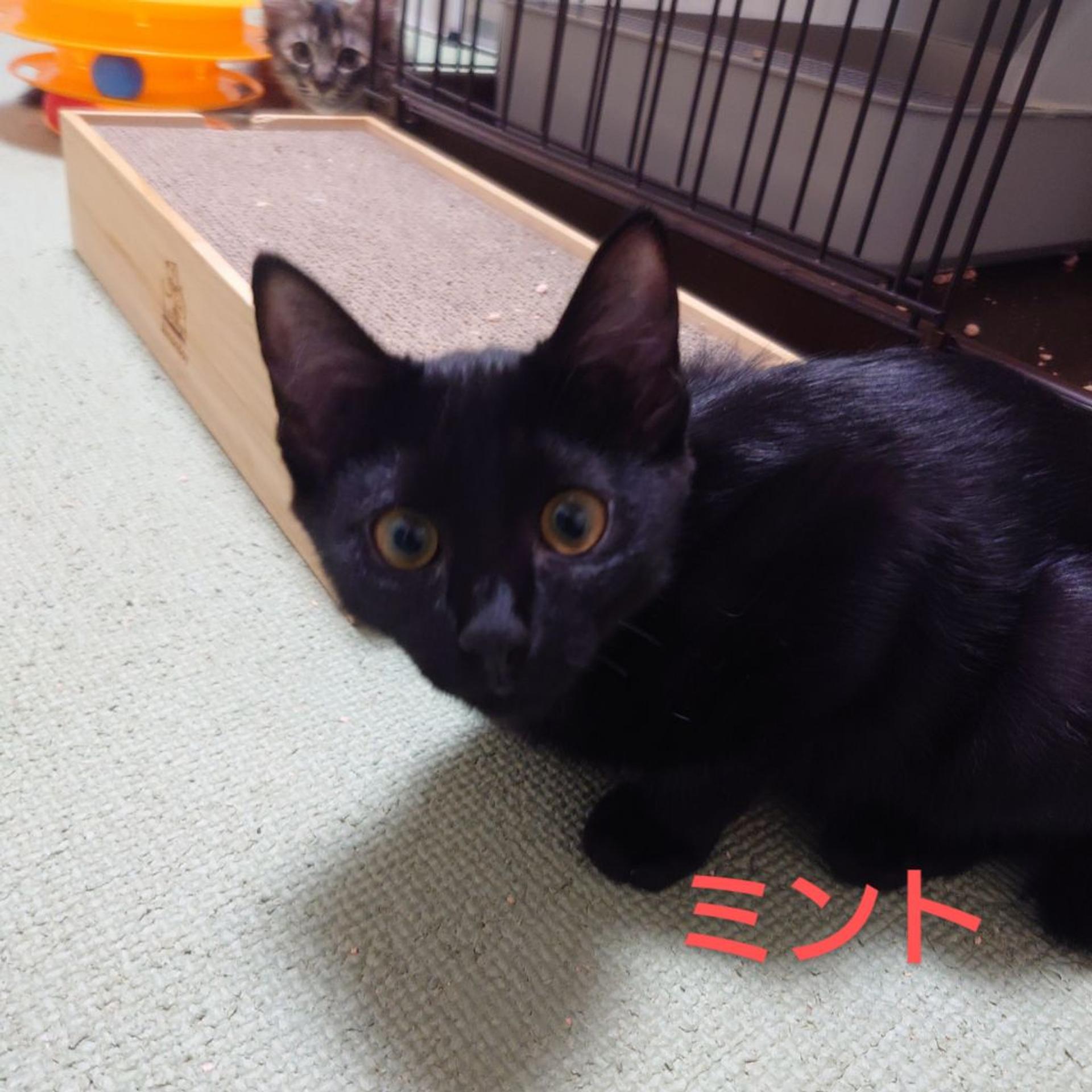 pet-image-8