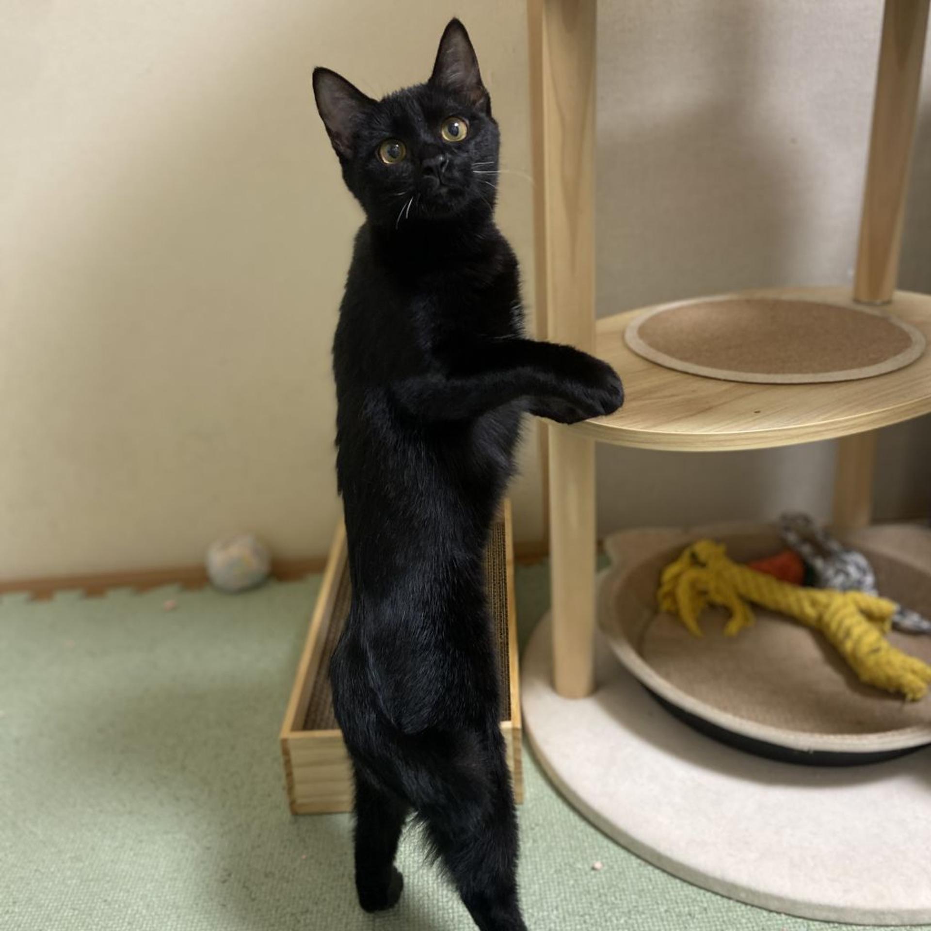 pet-image-2