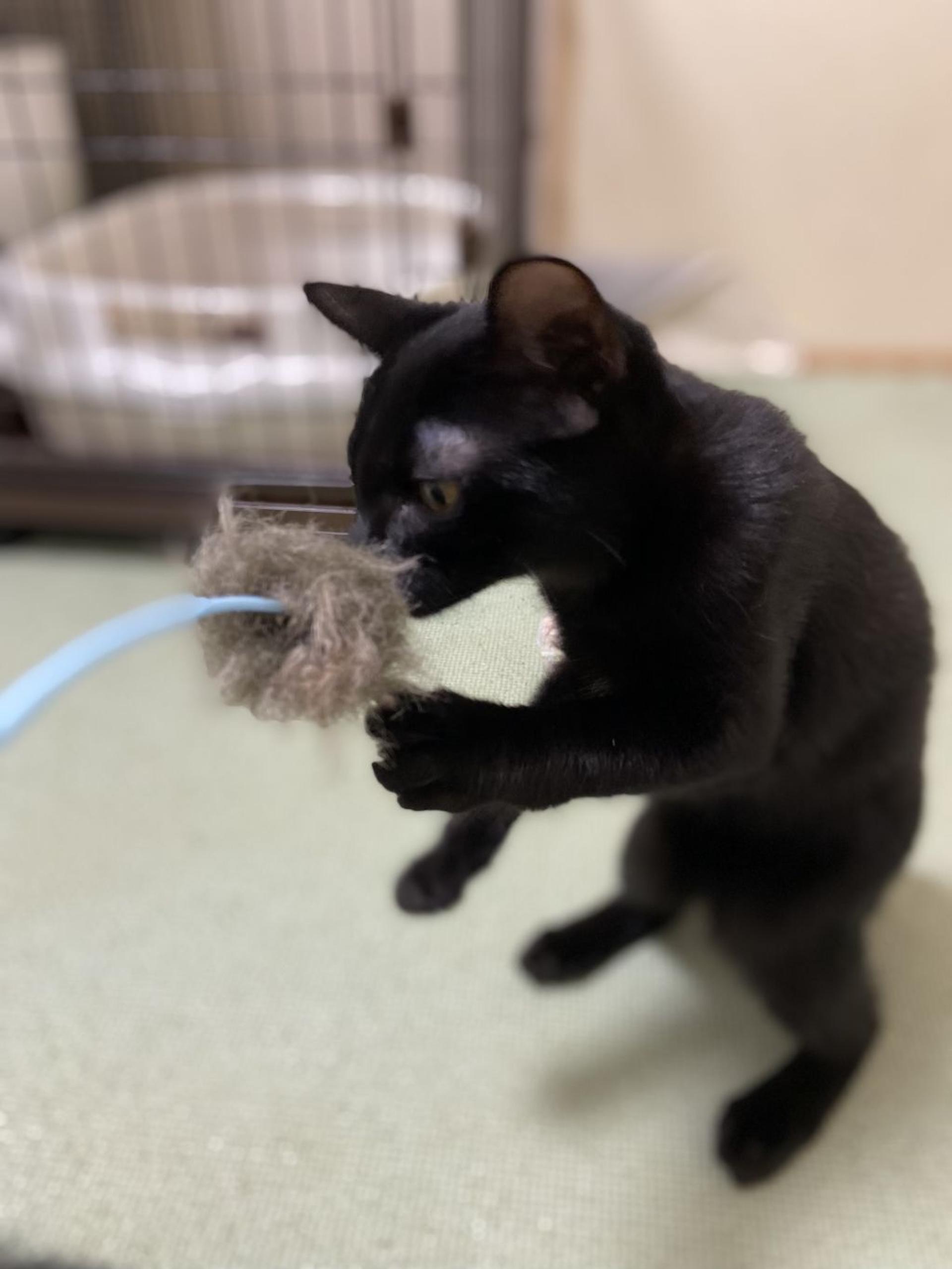 pet-image-6