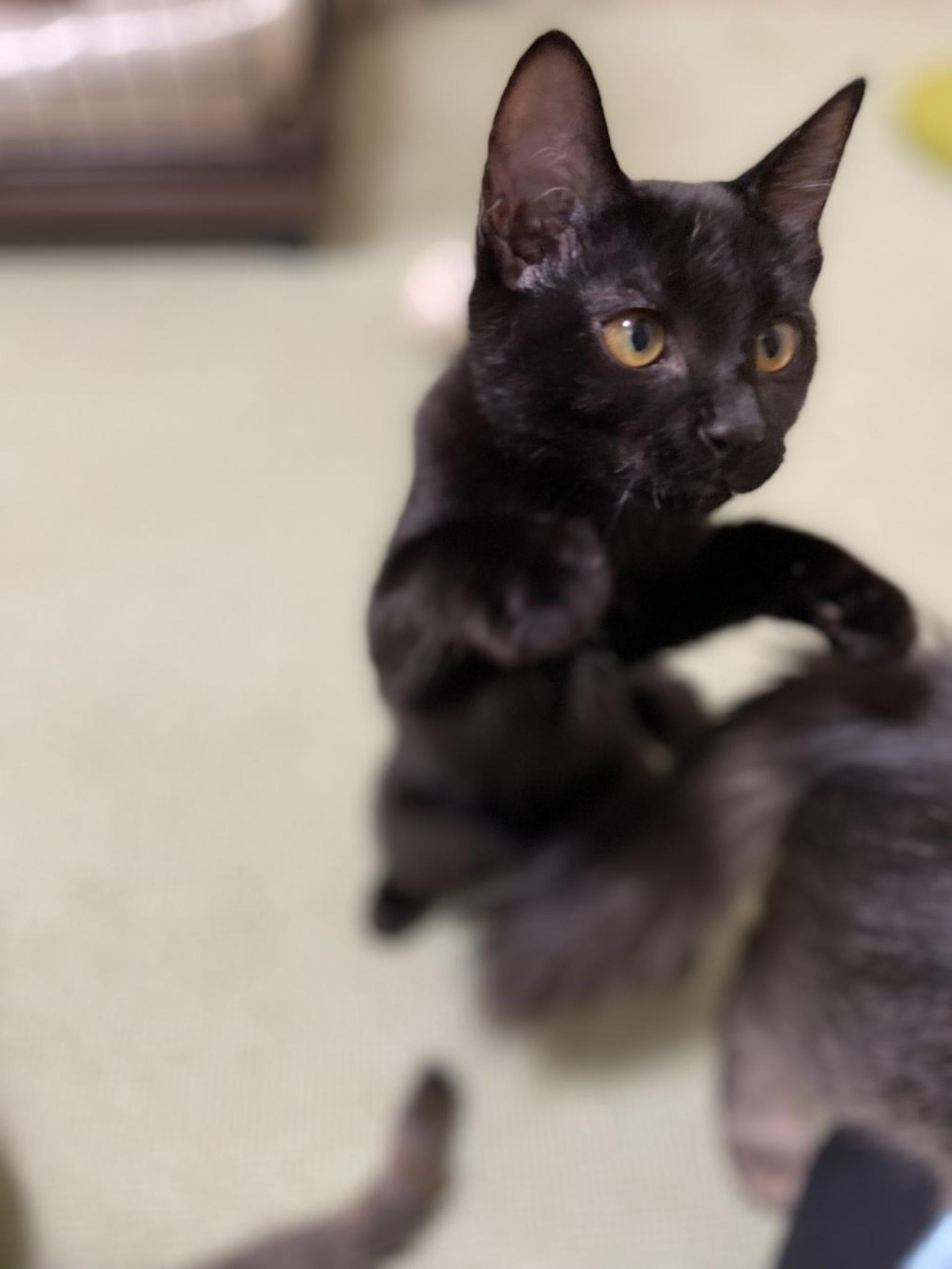 pet-image-8