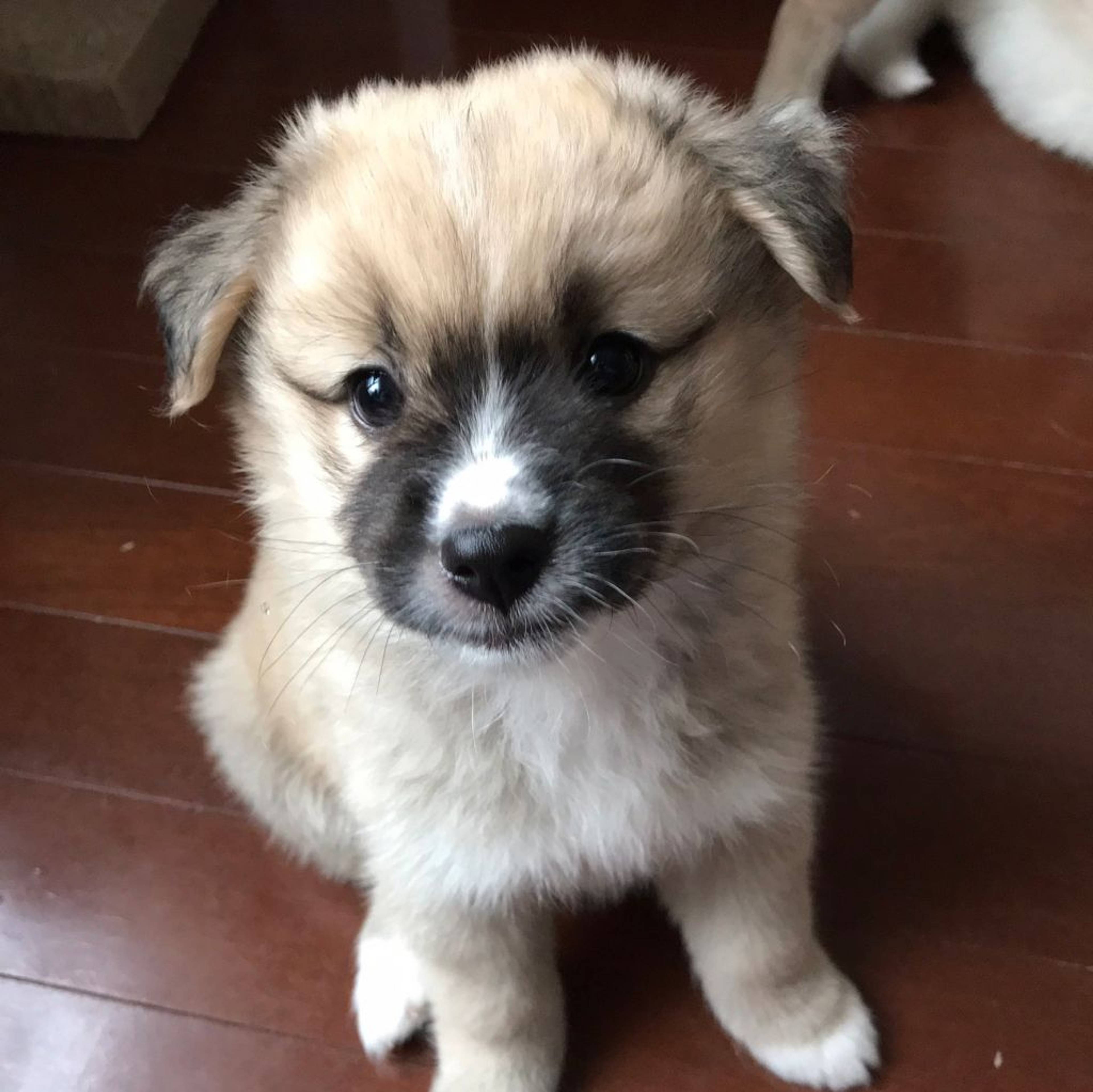 雑種（ミックス犬）・メスの里親募集の写真