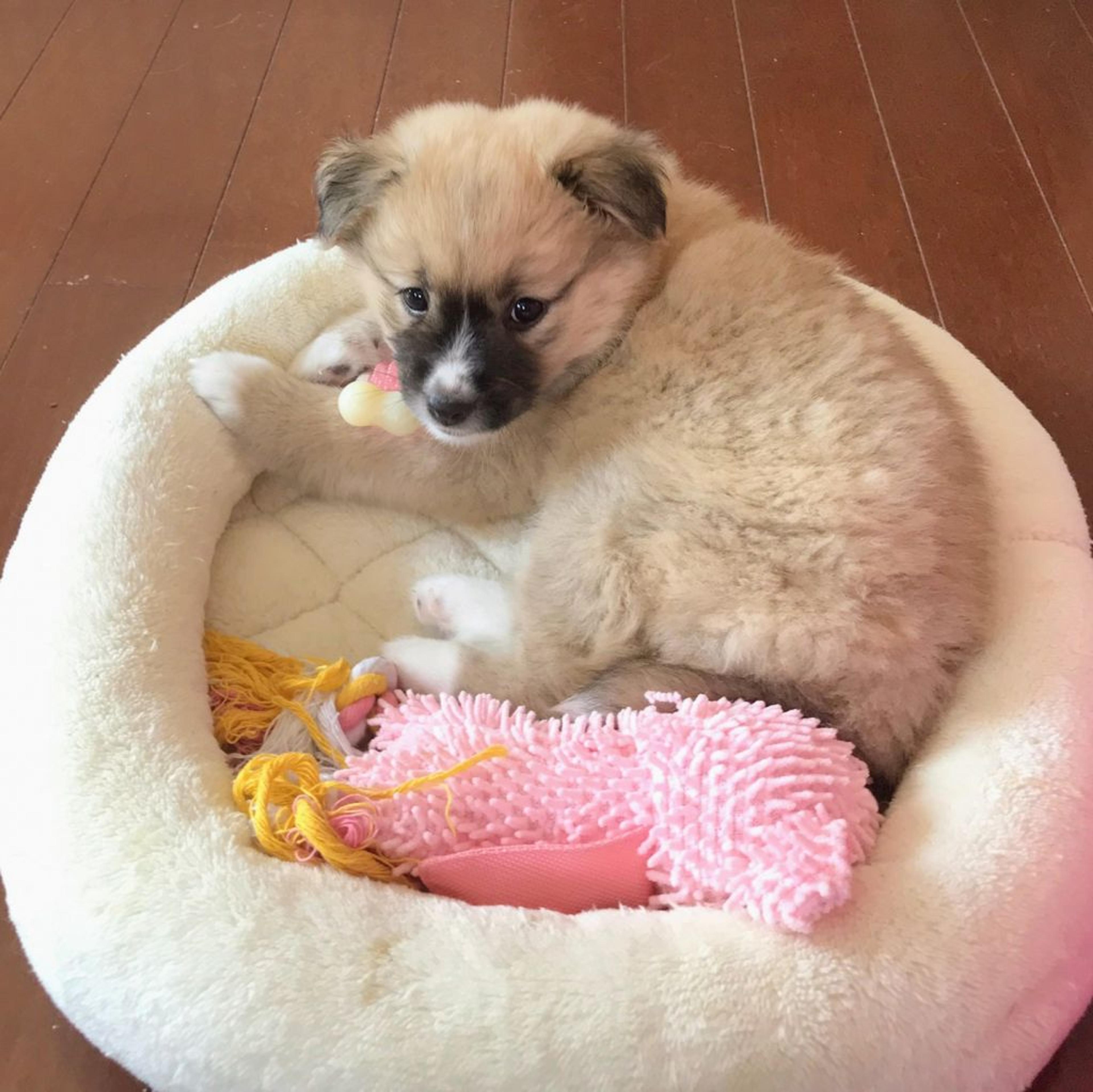 pet-image-2