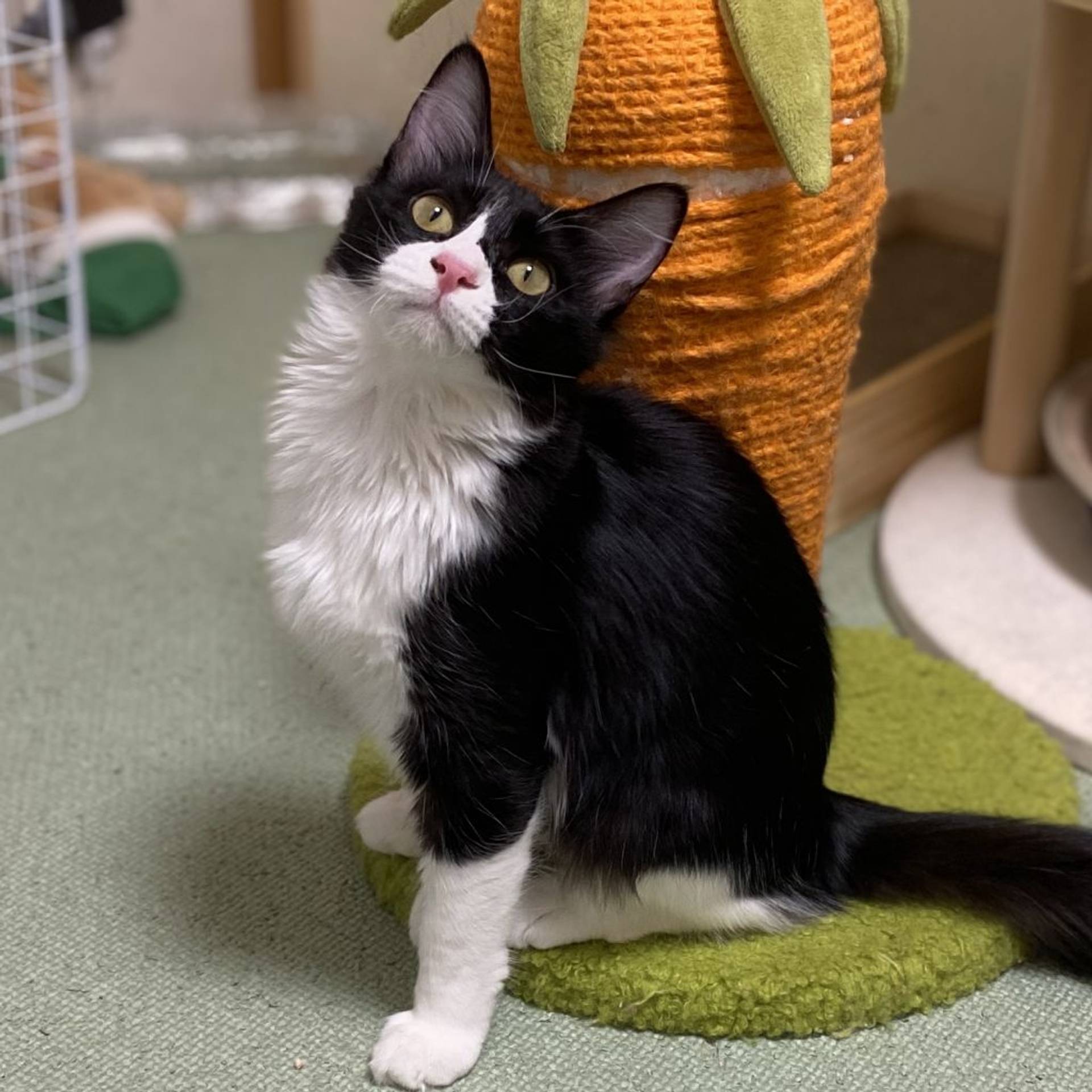 雑種（ミックス猫）・メスの里親募集の写真