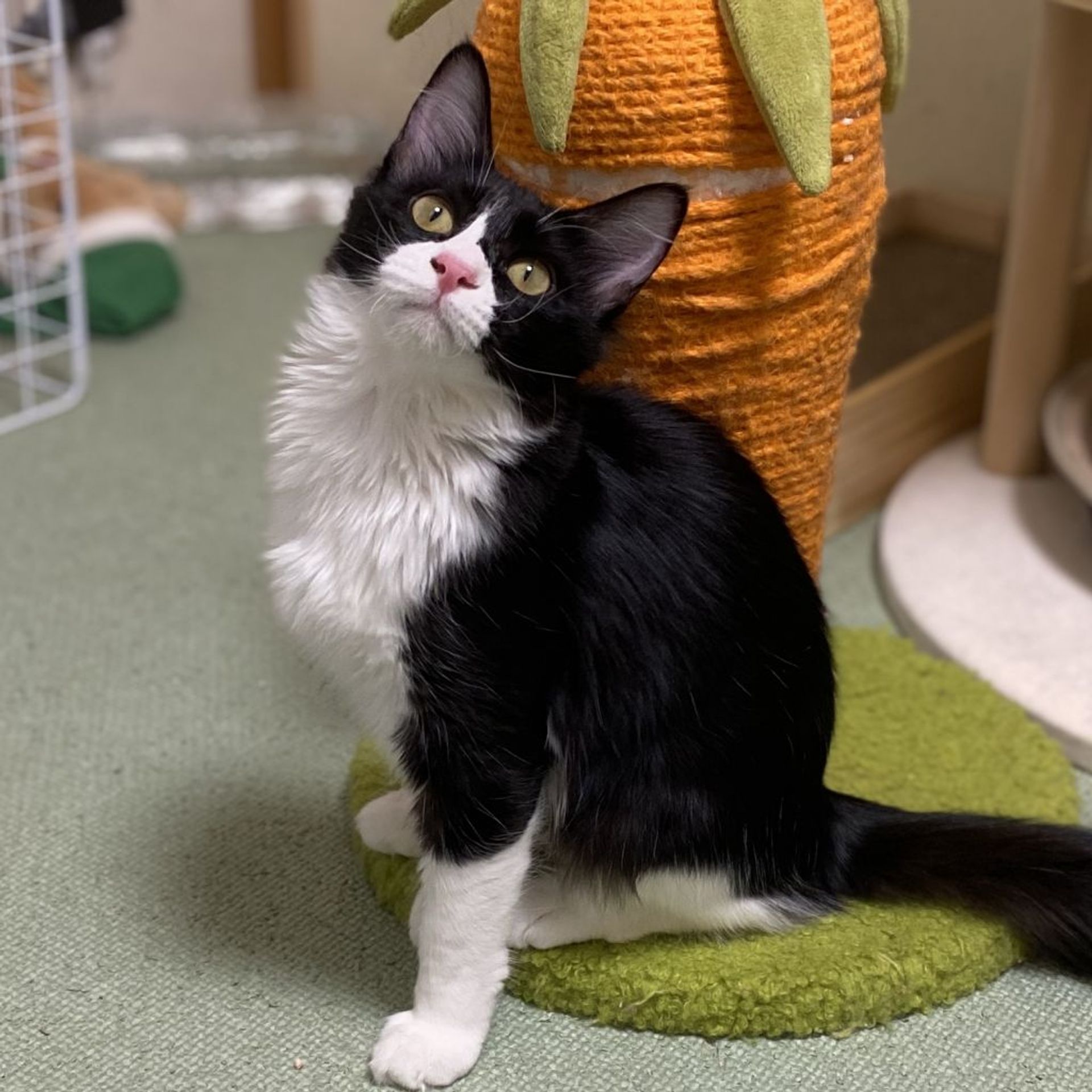 雑種（ミックス猫）・メスの里親募集の写真