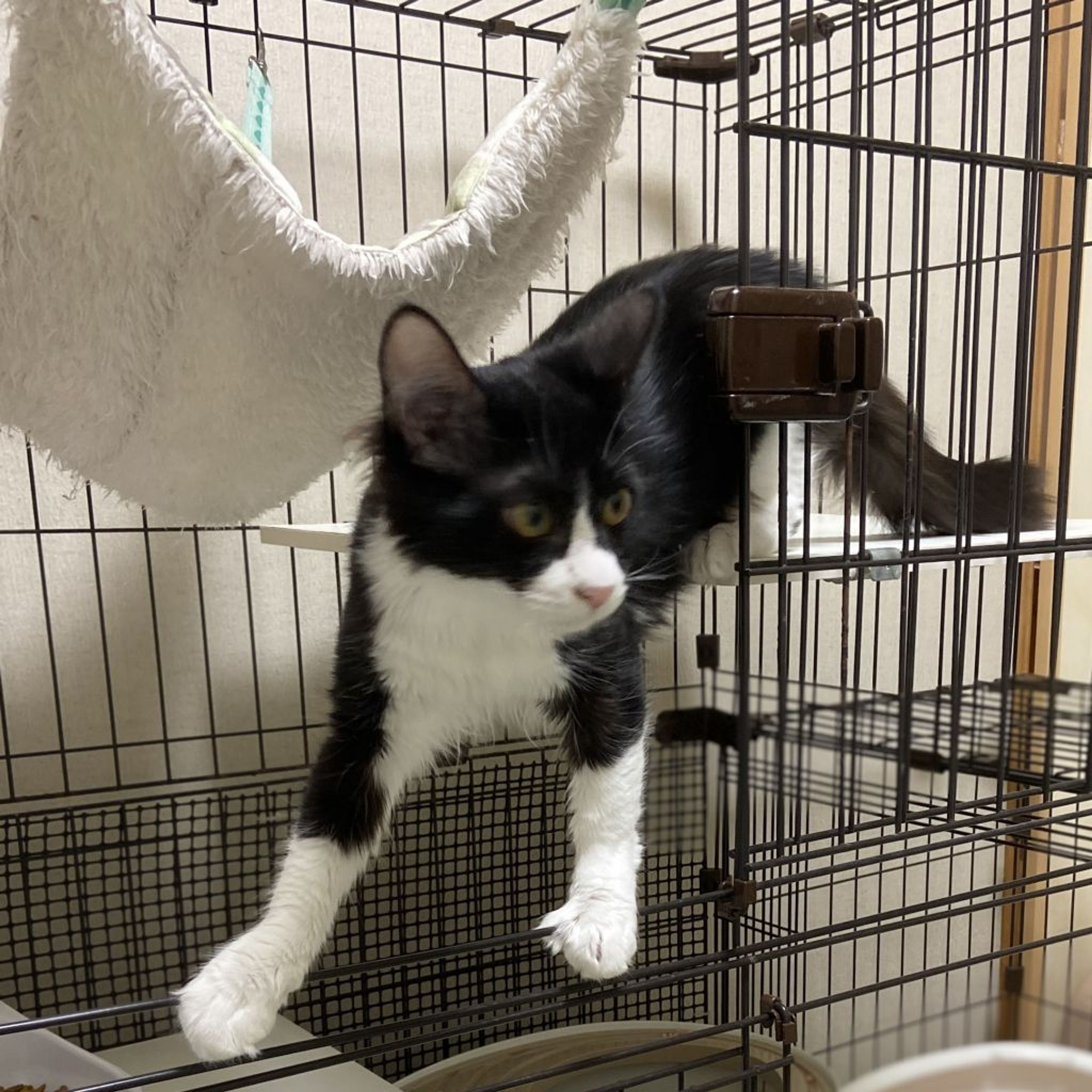 pet-image-2