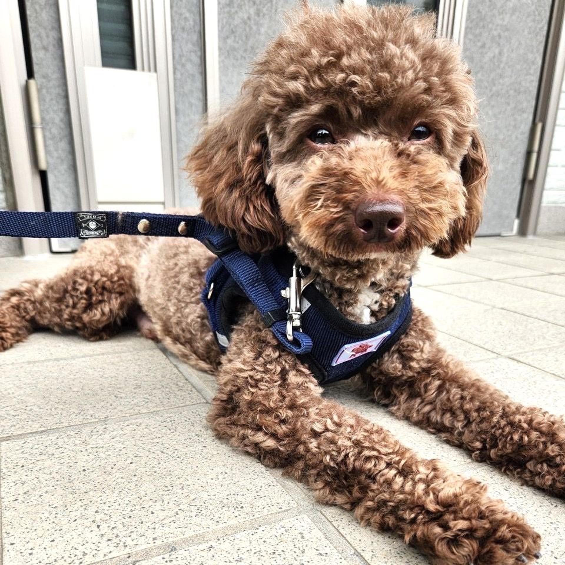 pet-image-6