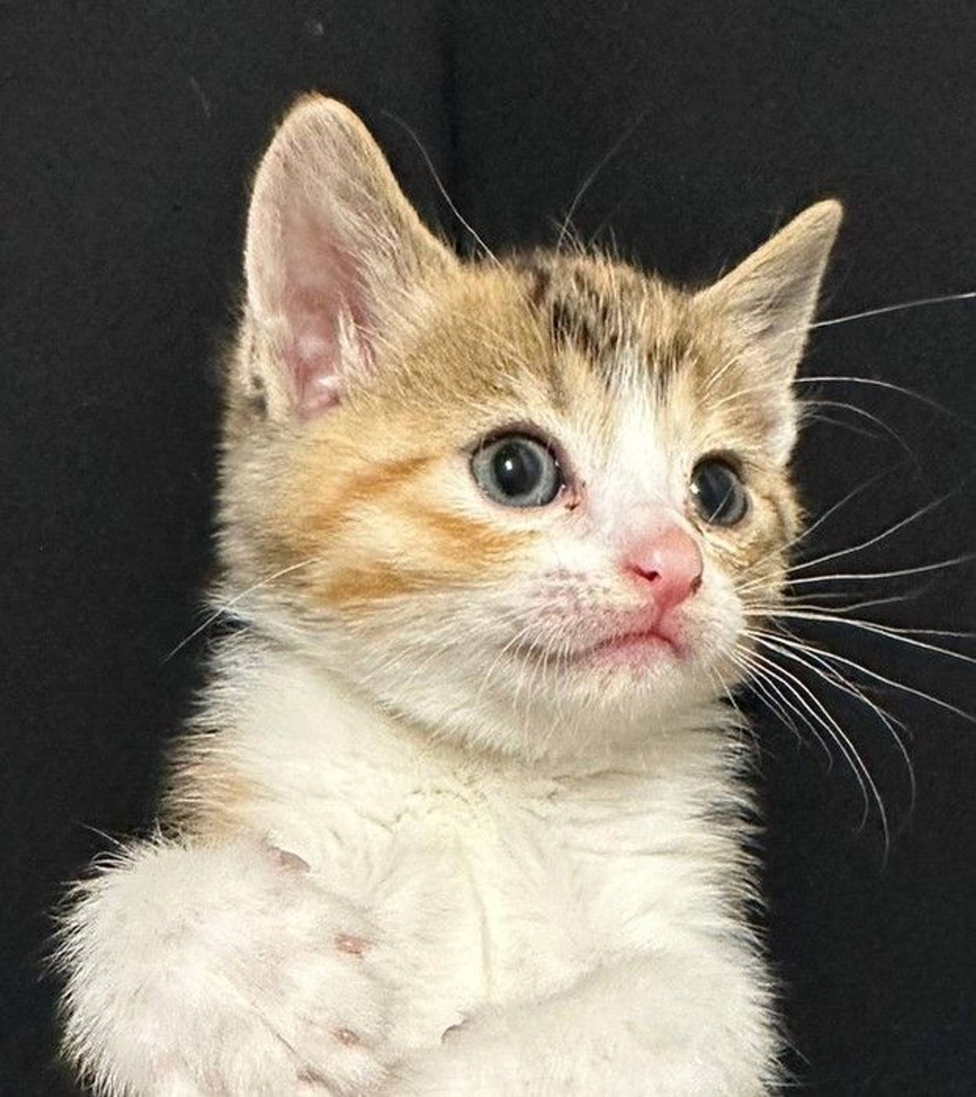 雑種（ミックス猫）・メスの里親募集の写真
