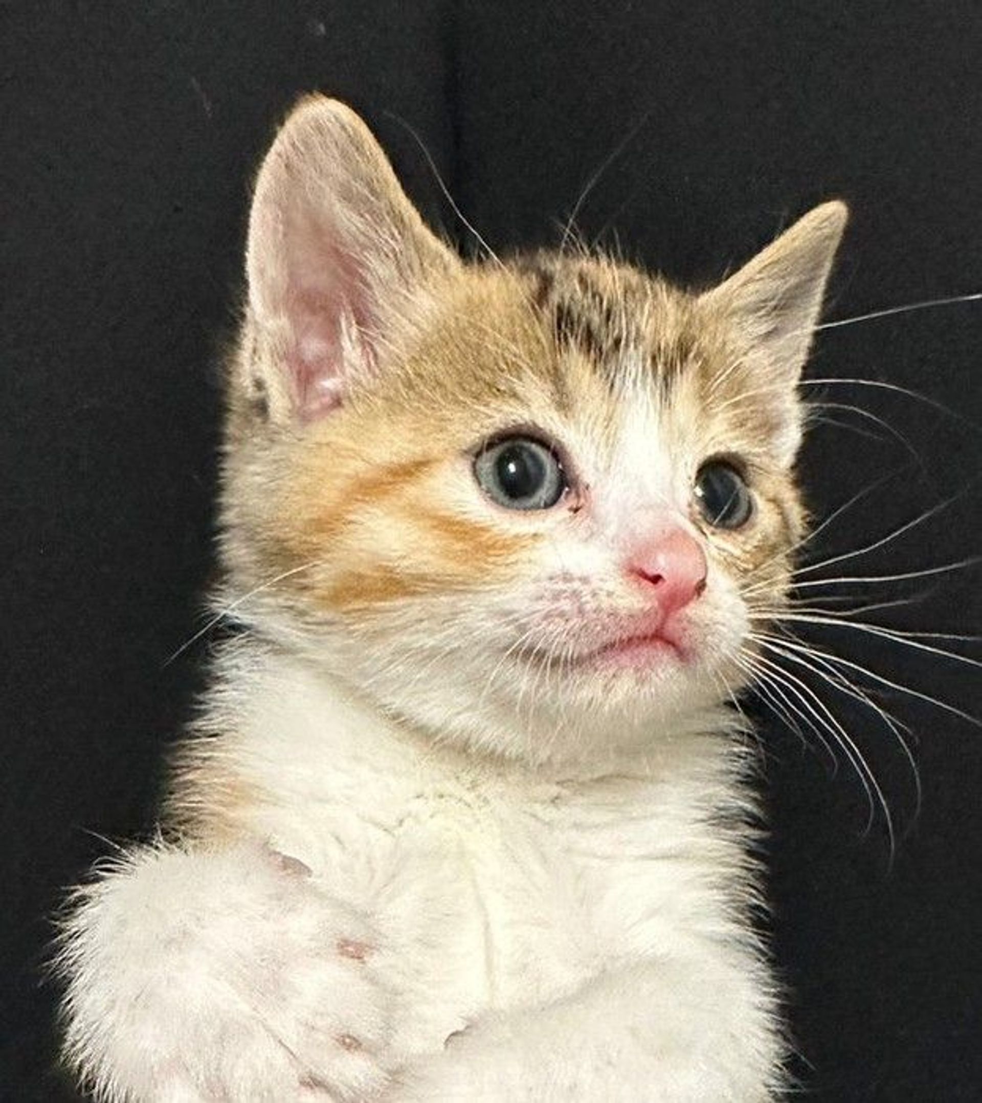 雑種（ミックス猫）・メスの里親募集の写真