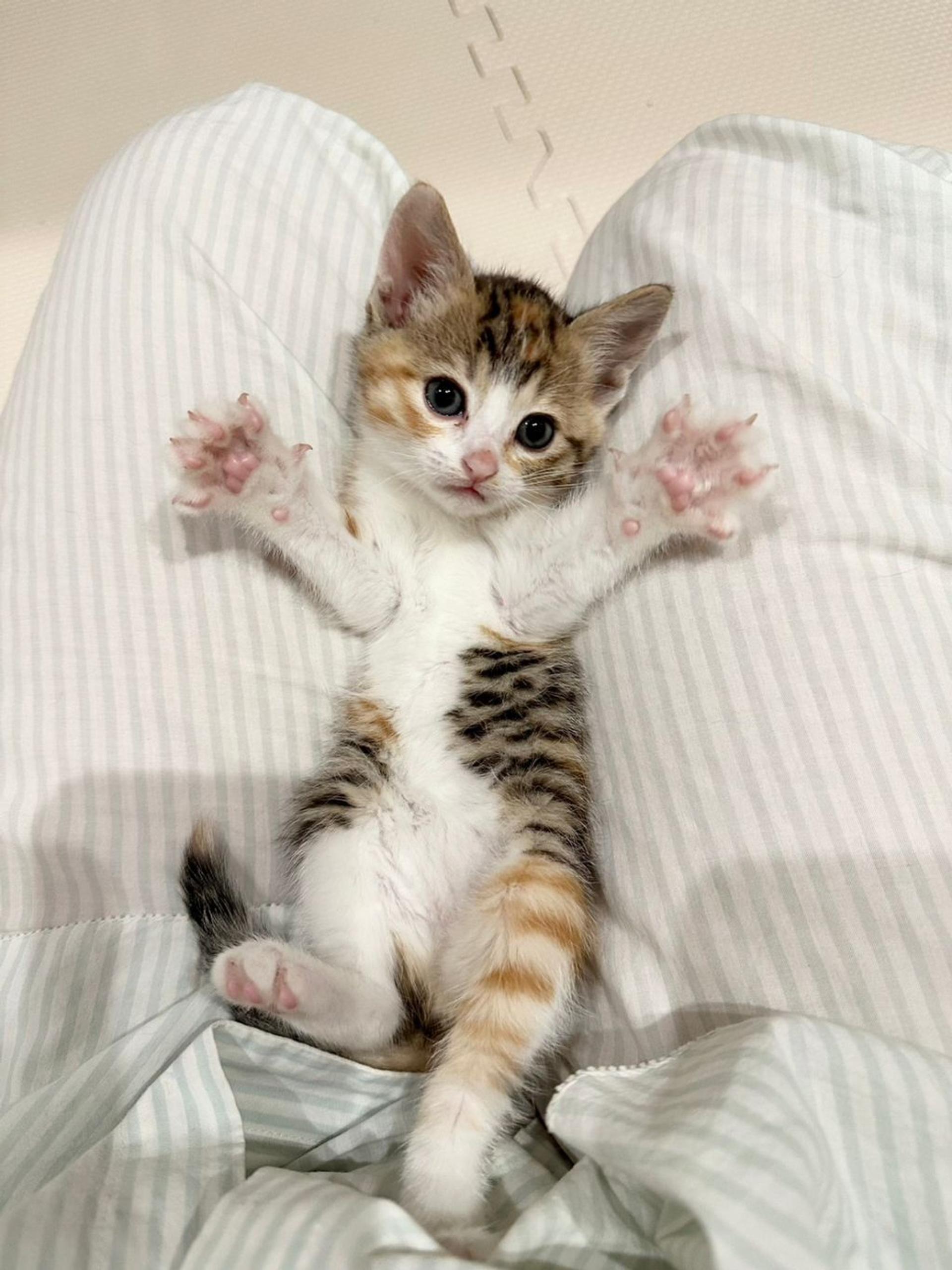pet-image-2