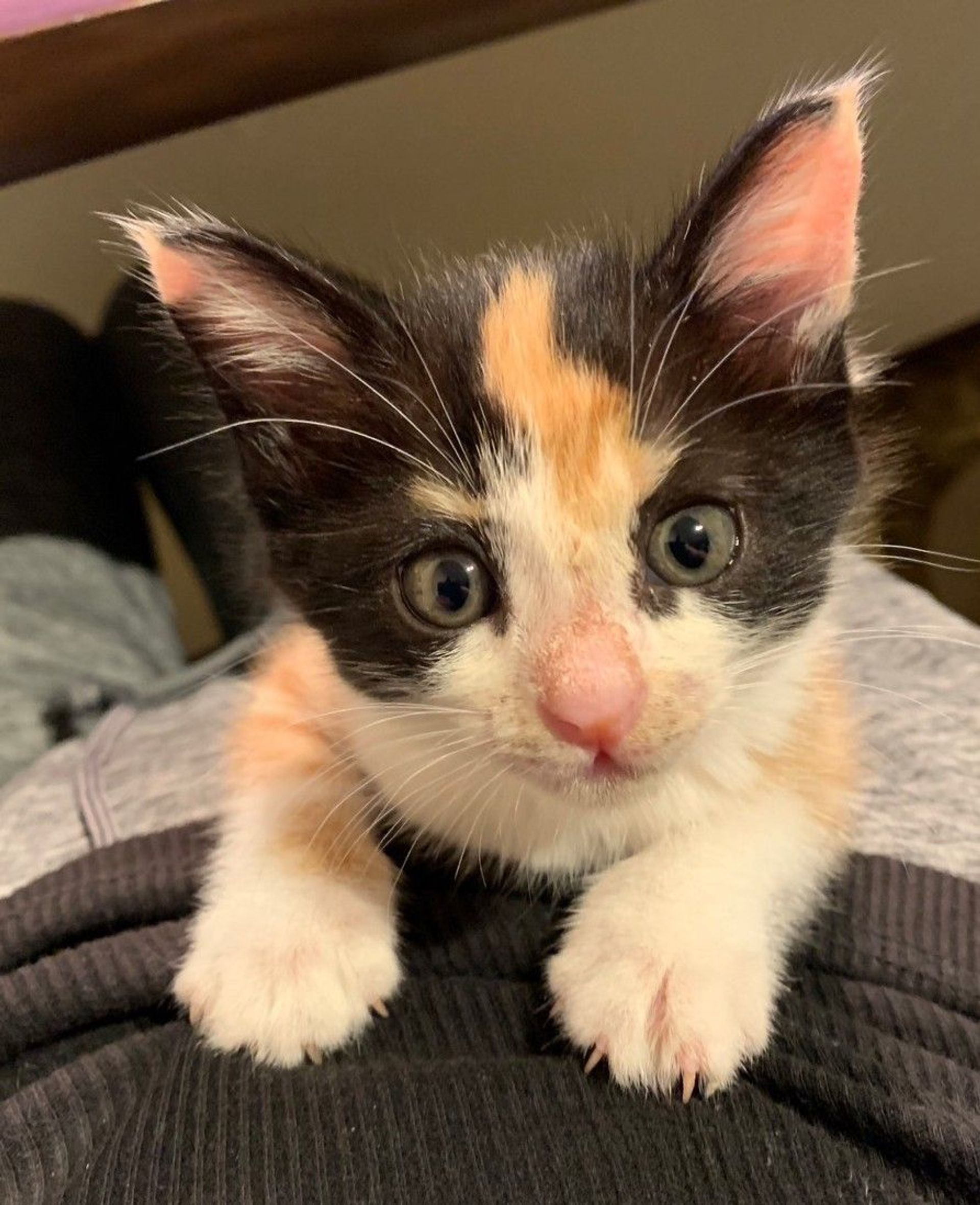雑種（ミックス猫）・メスの里親募集の写真