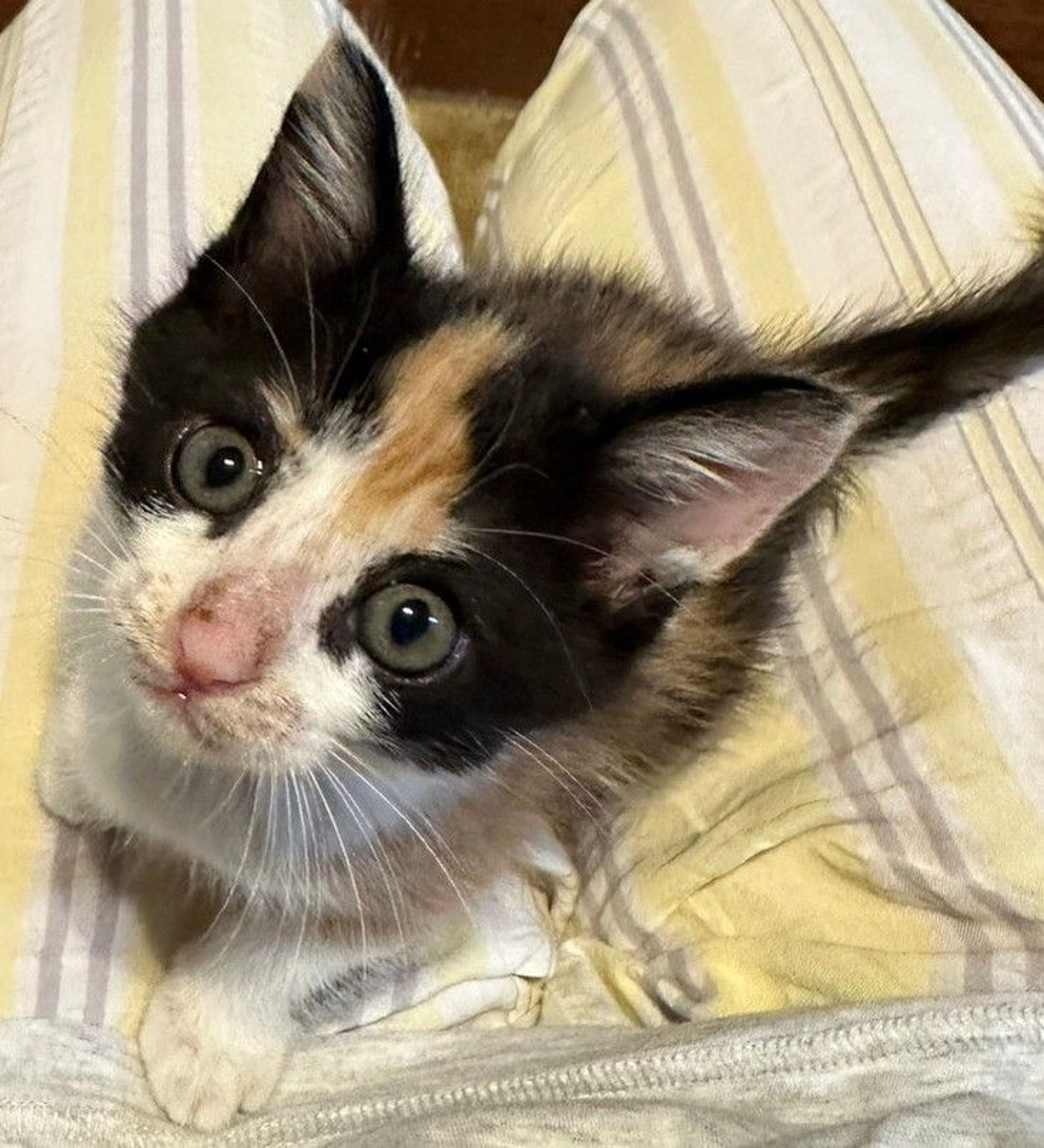 pet-image-4