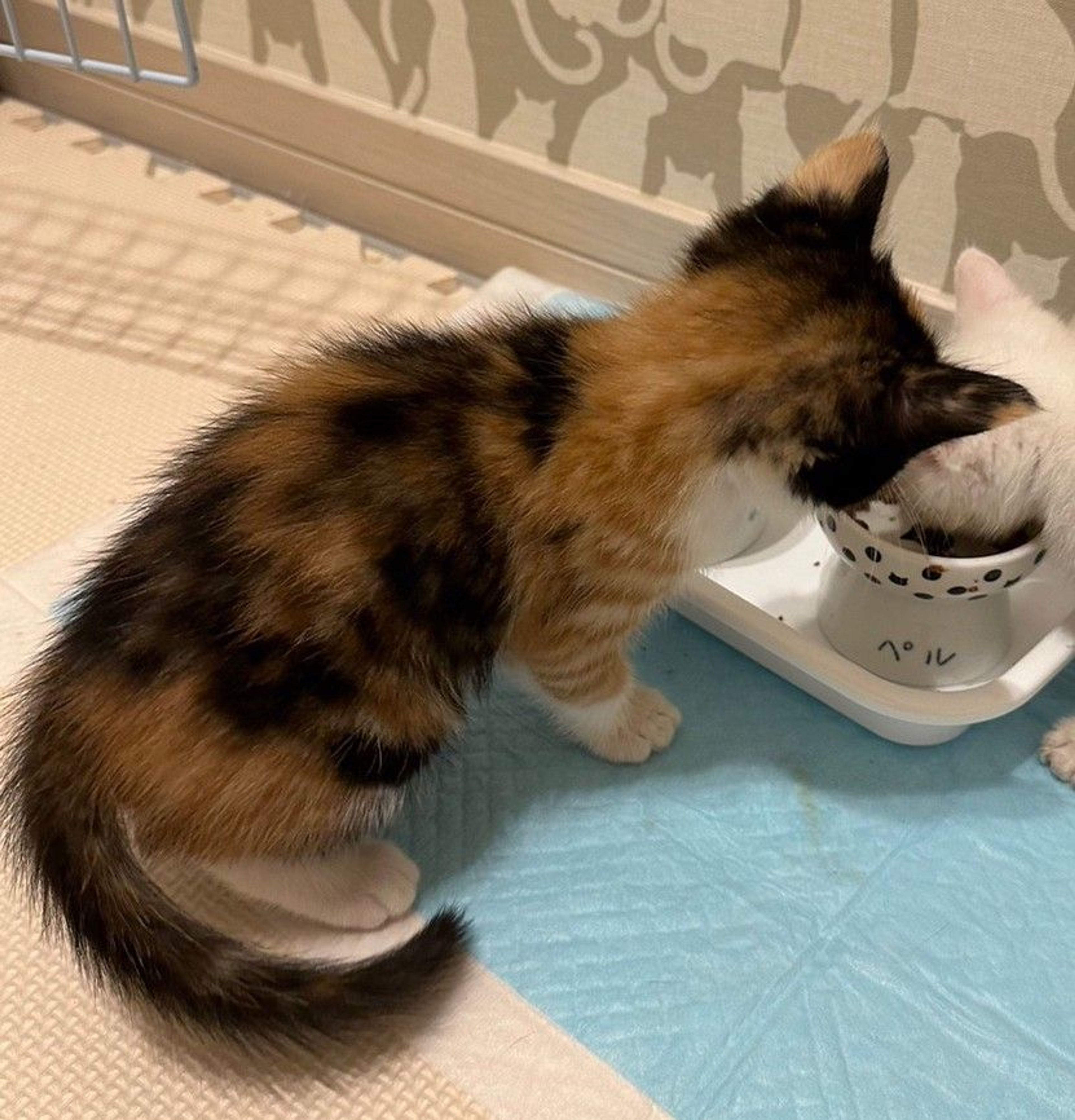 pet-image-5