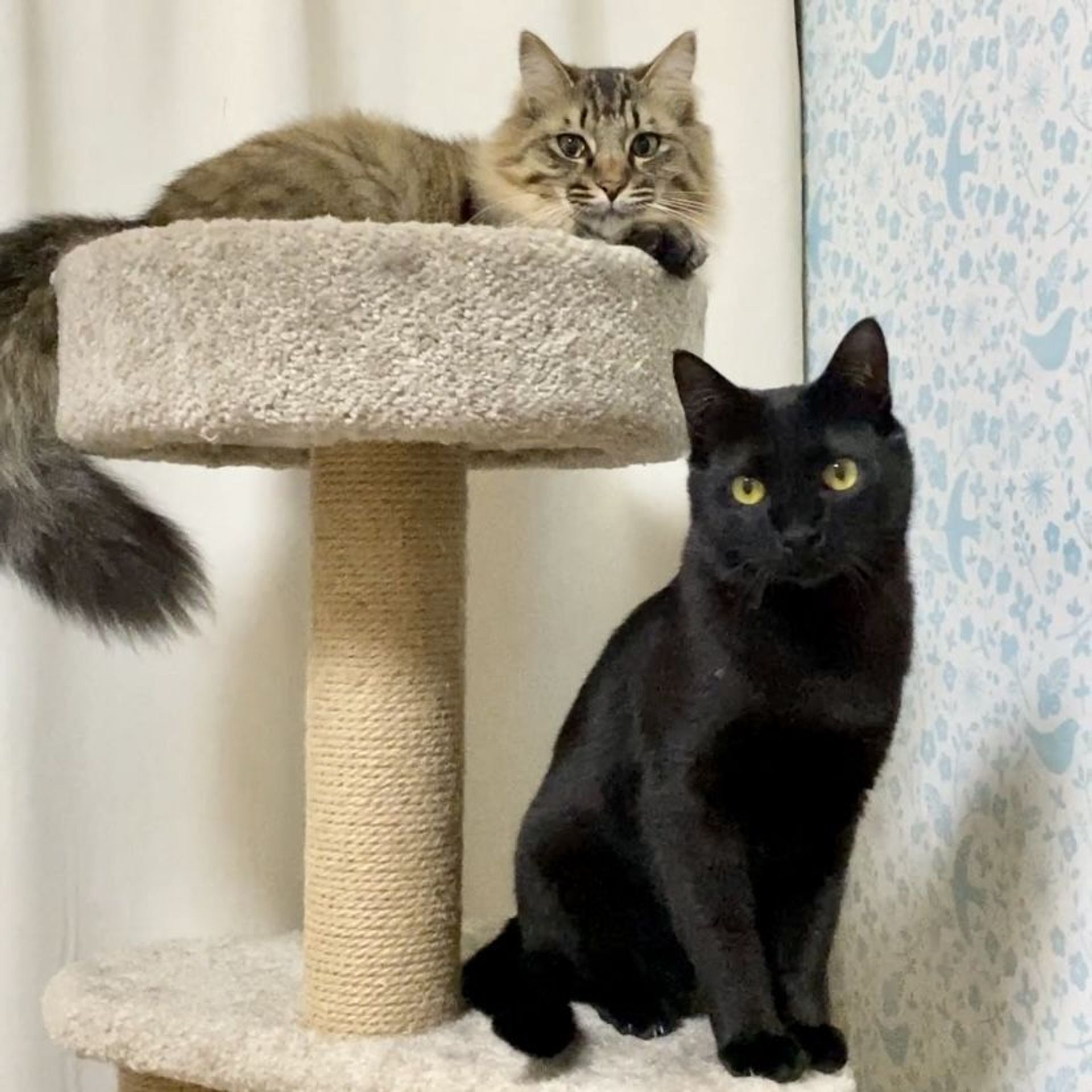 雑種（ミックス猫）・オスの里親募集の写真