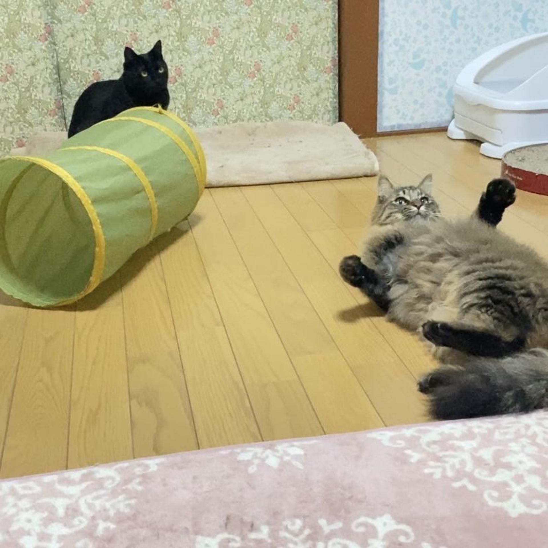 pet-image-6