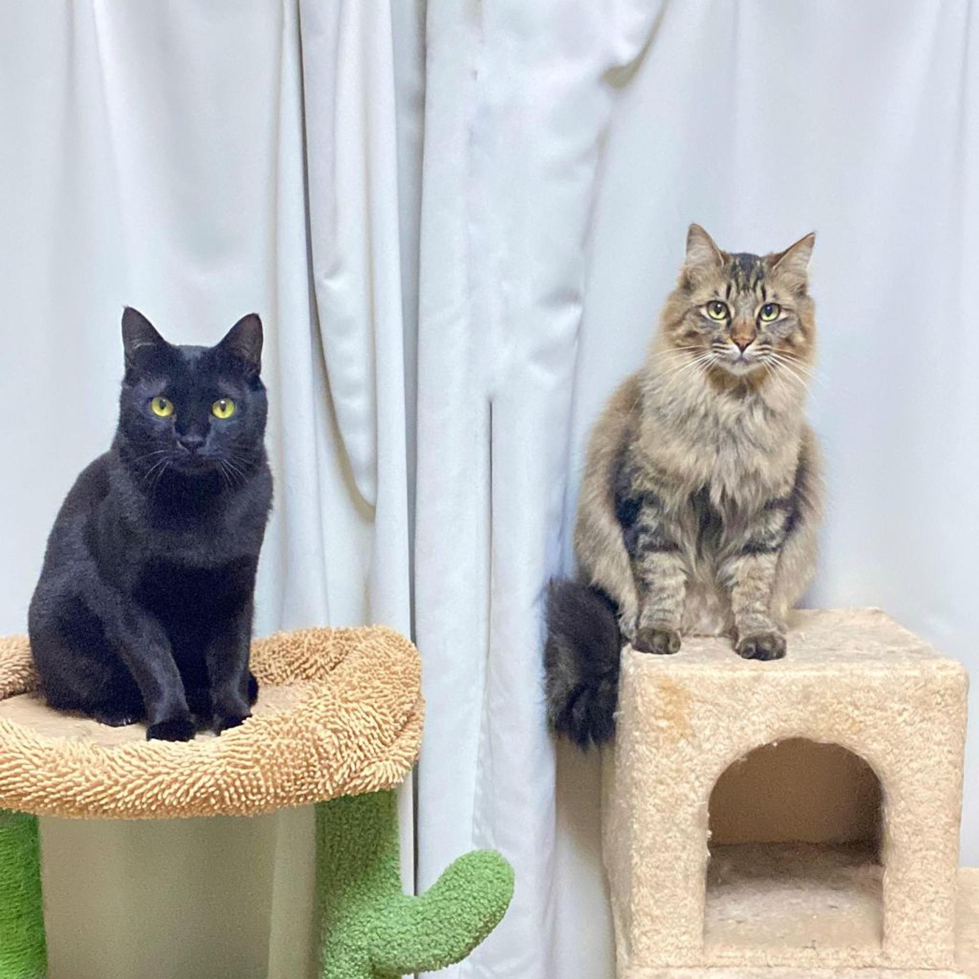 pet-image-9