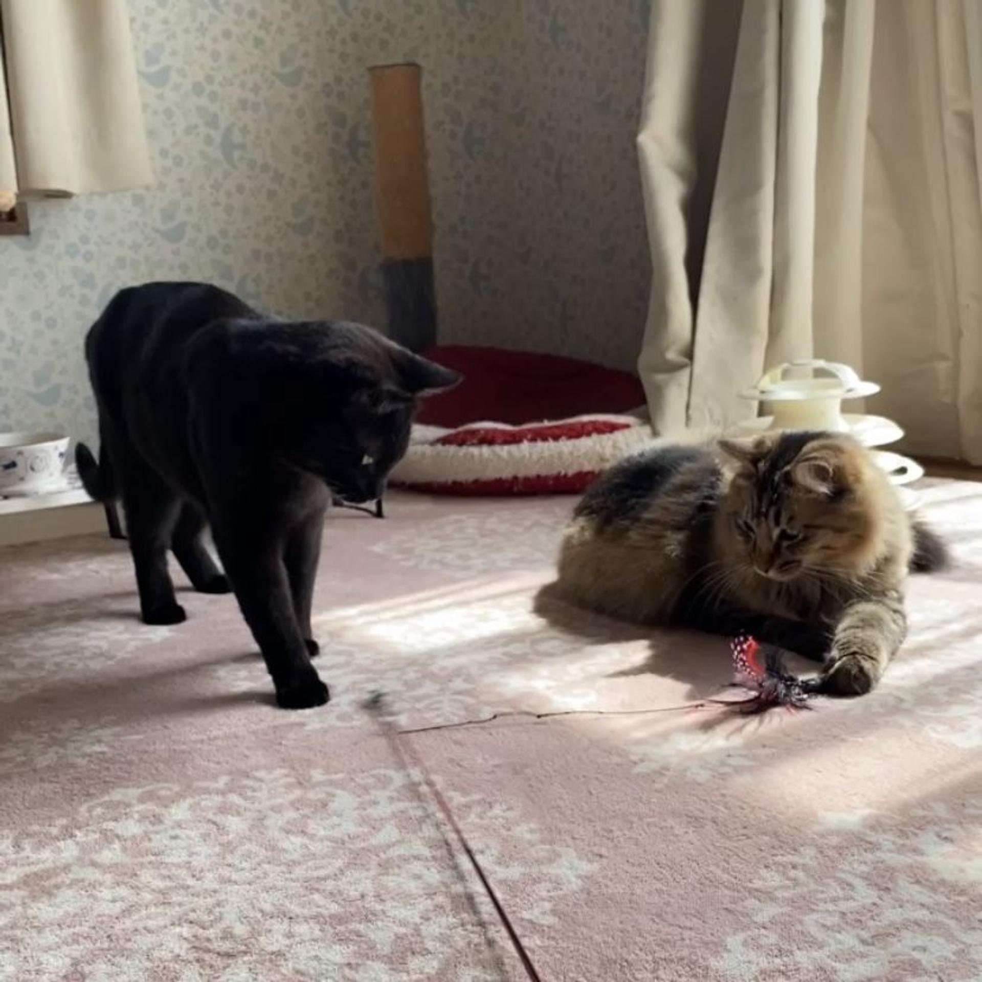 pet-image-10