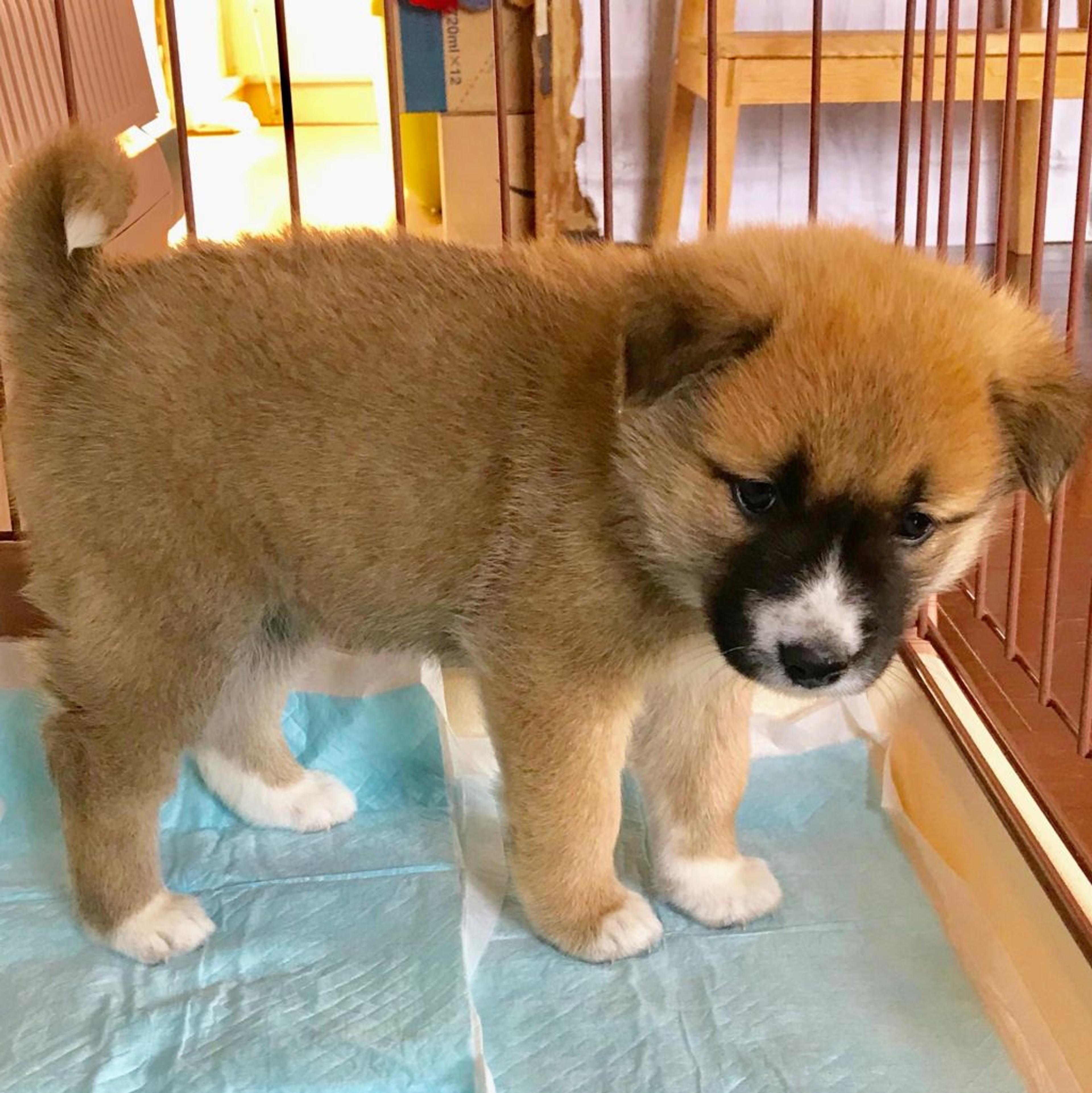pet-image-2