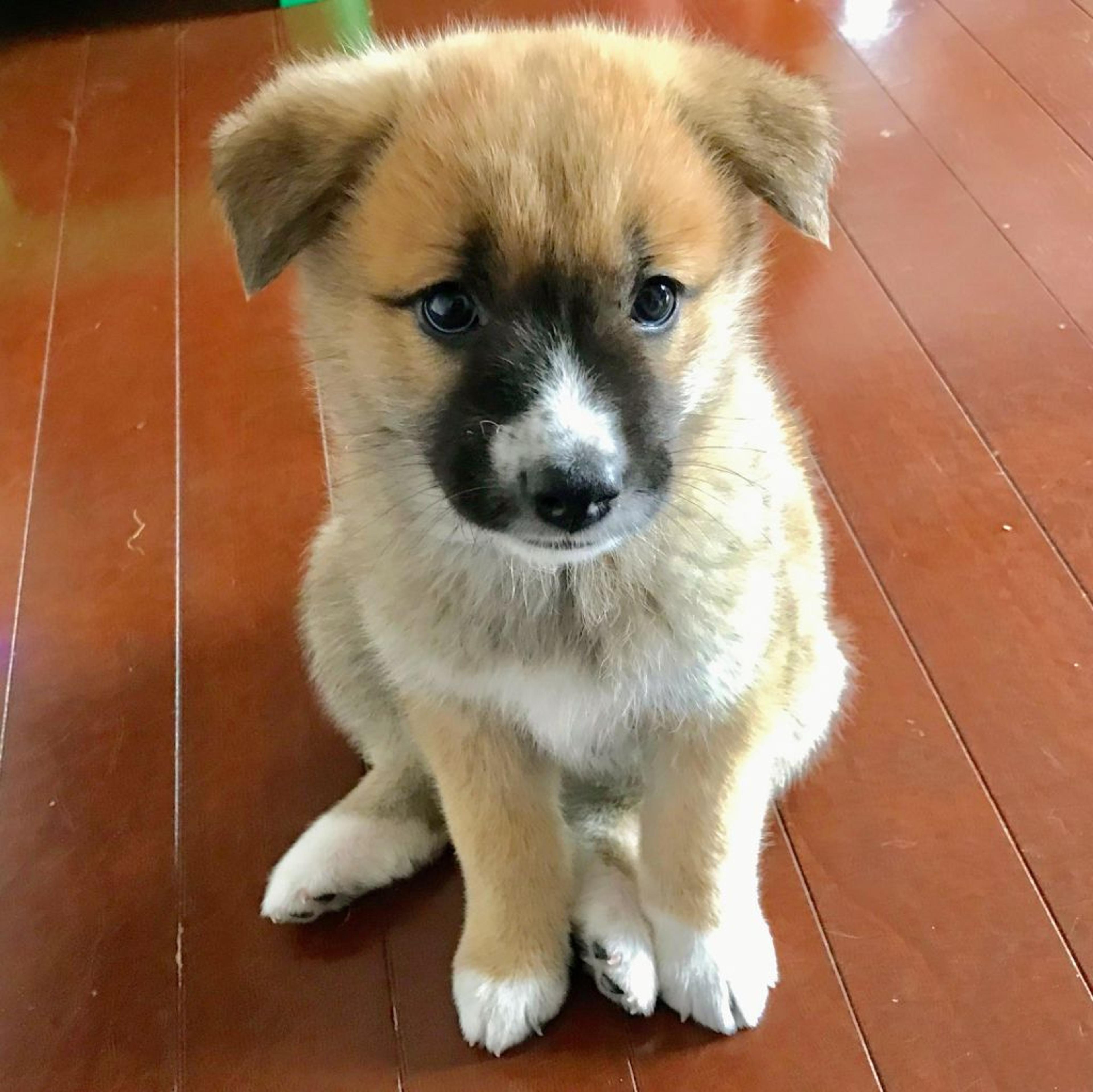 pet-image-3