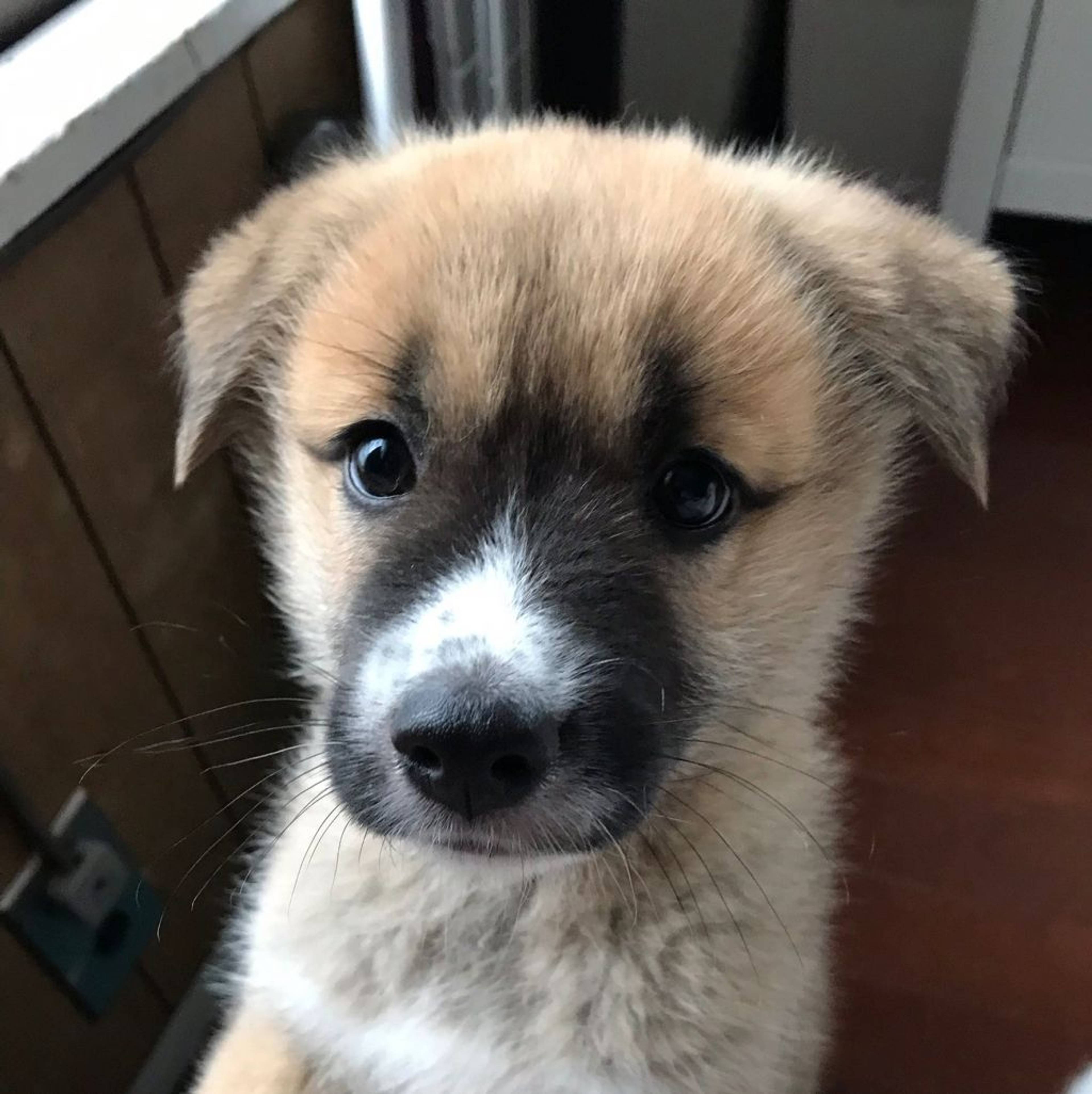雑種（ミックス犬）・メスの里親募集の写真