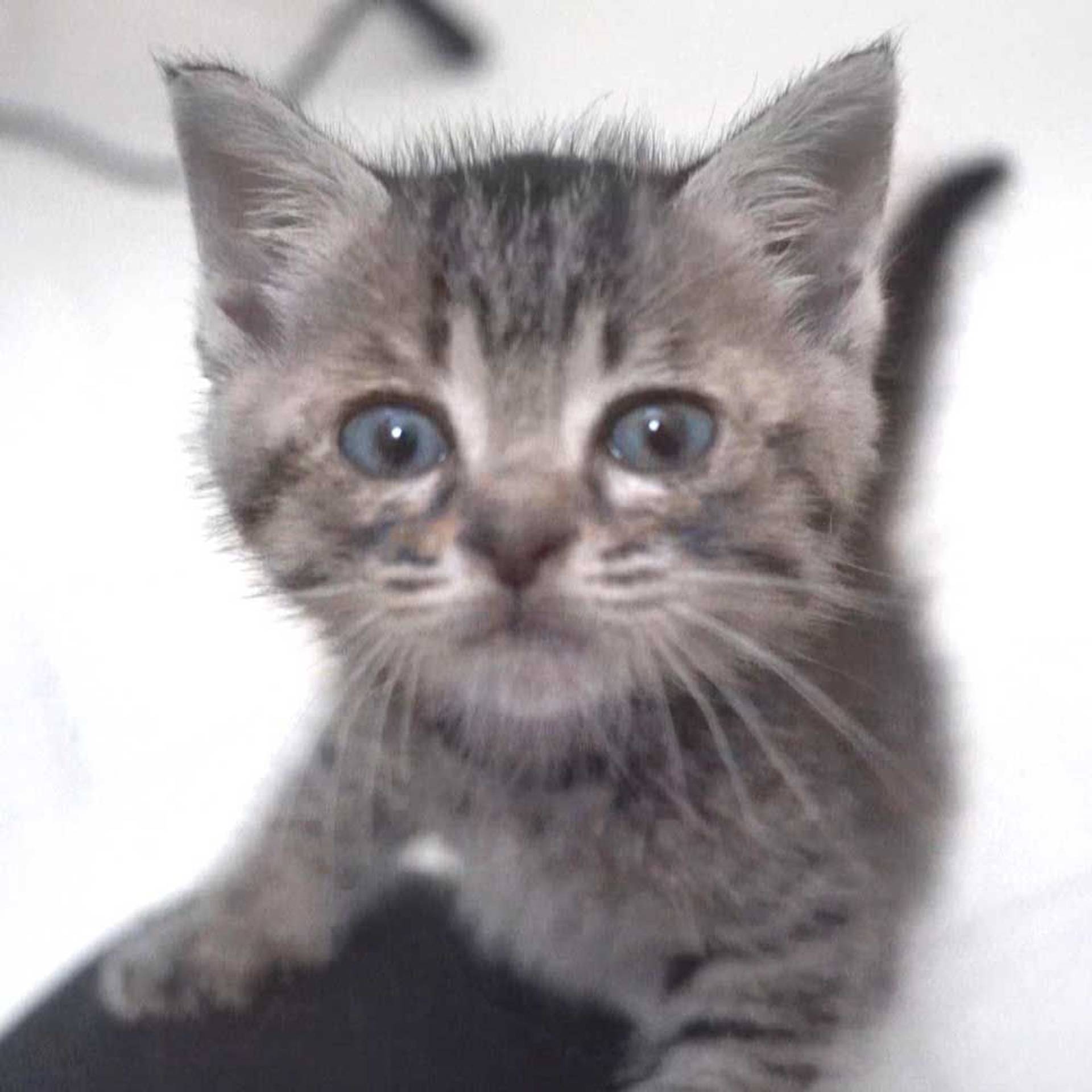 雑種（ミックス猫）・オスの里親募集の写真