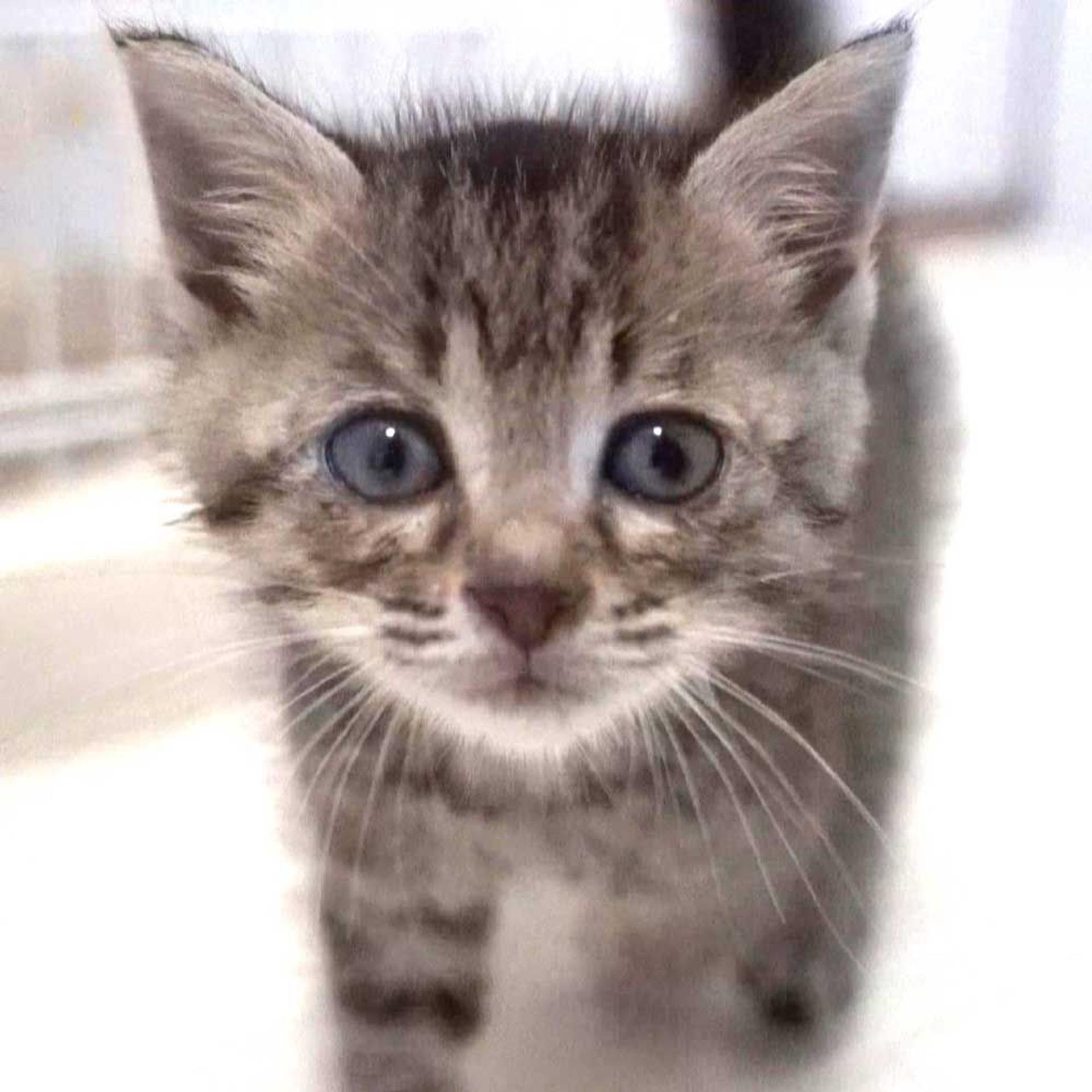 pet-image-3