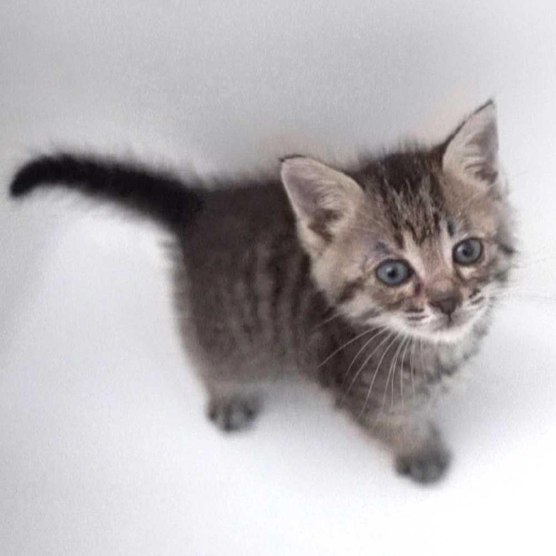 pet-image-5