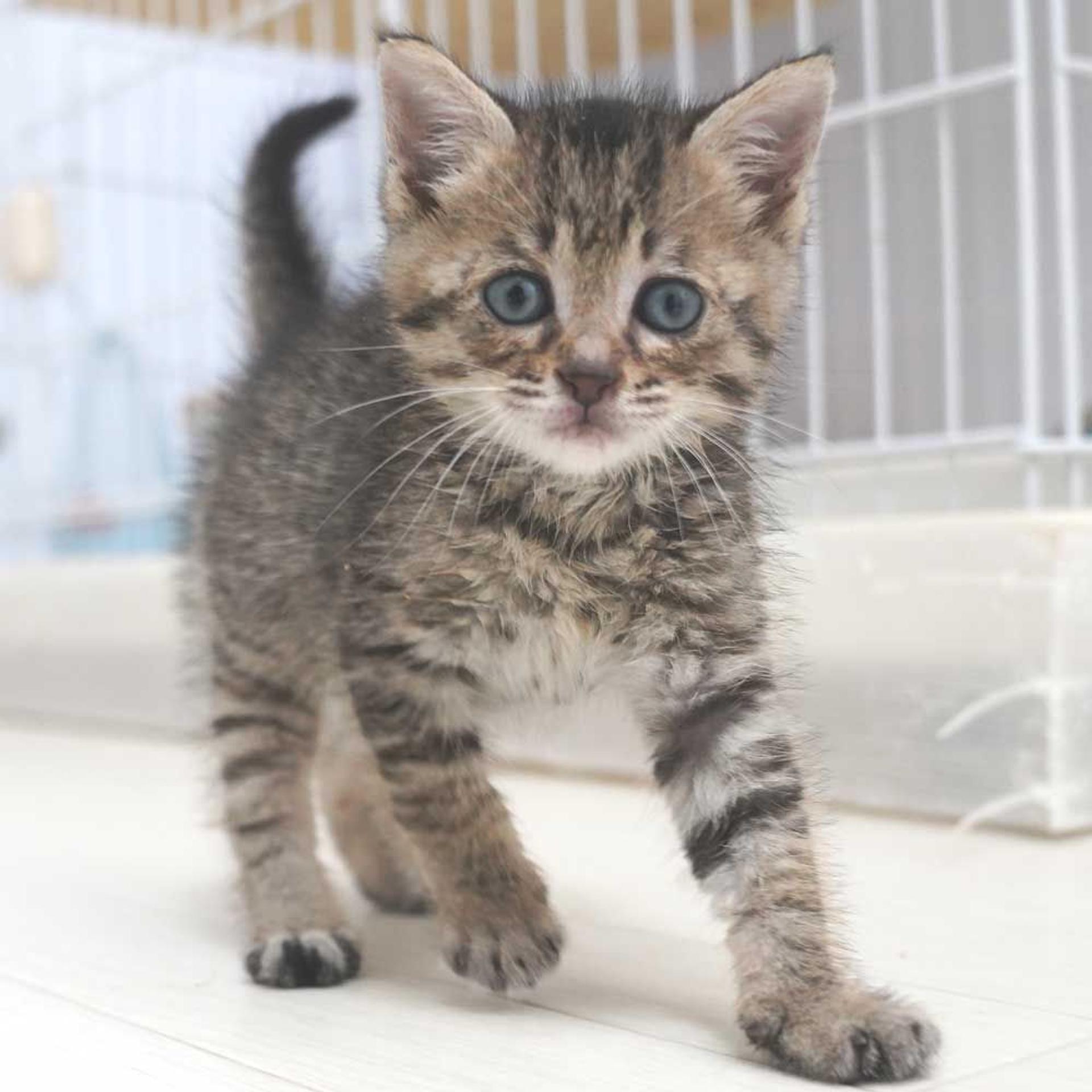 pet-image-8