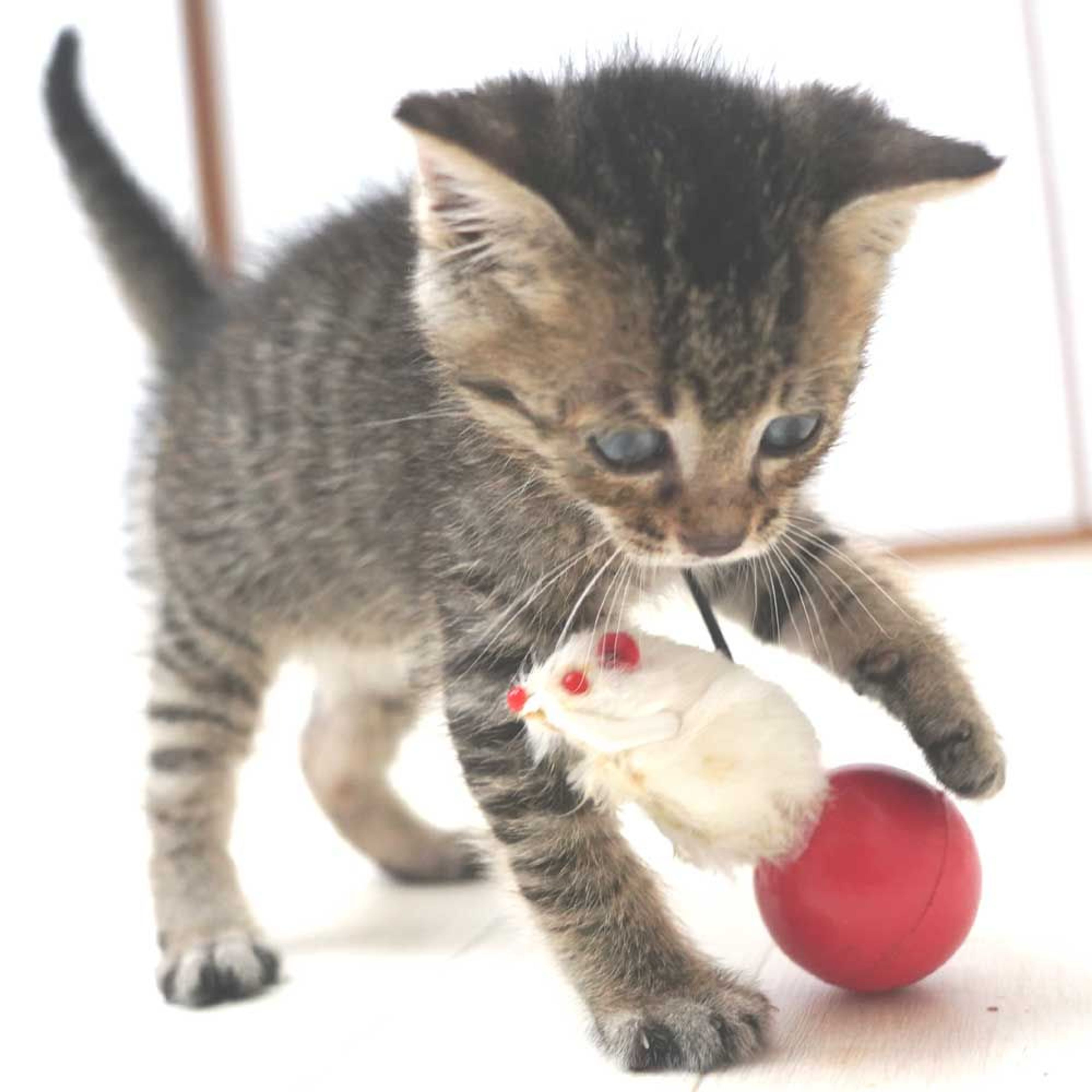 pet-image-10
