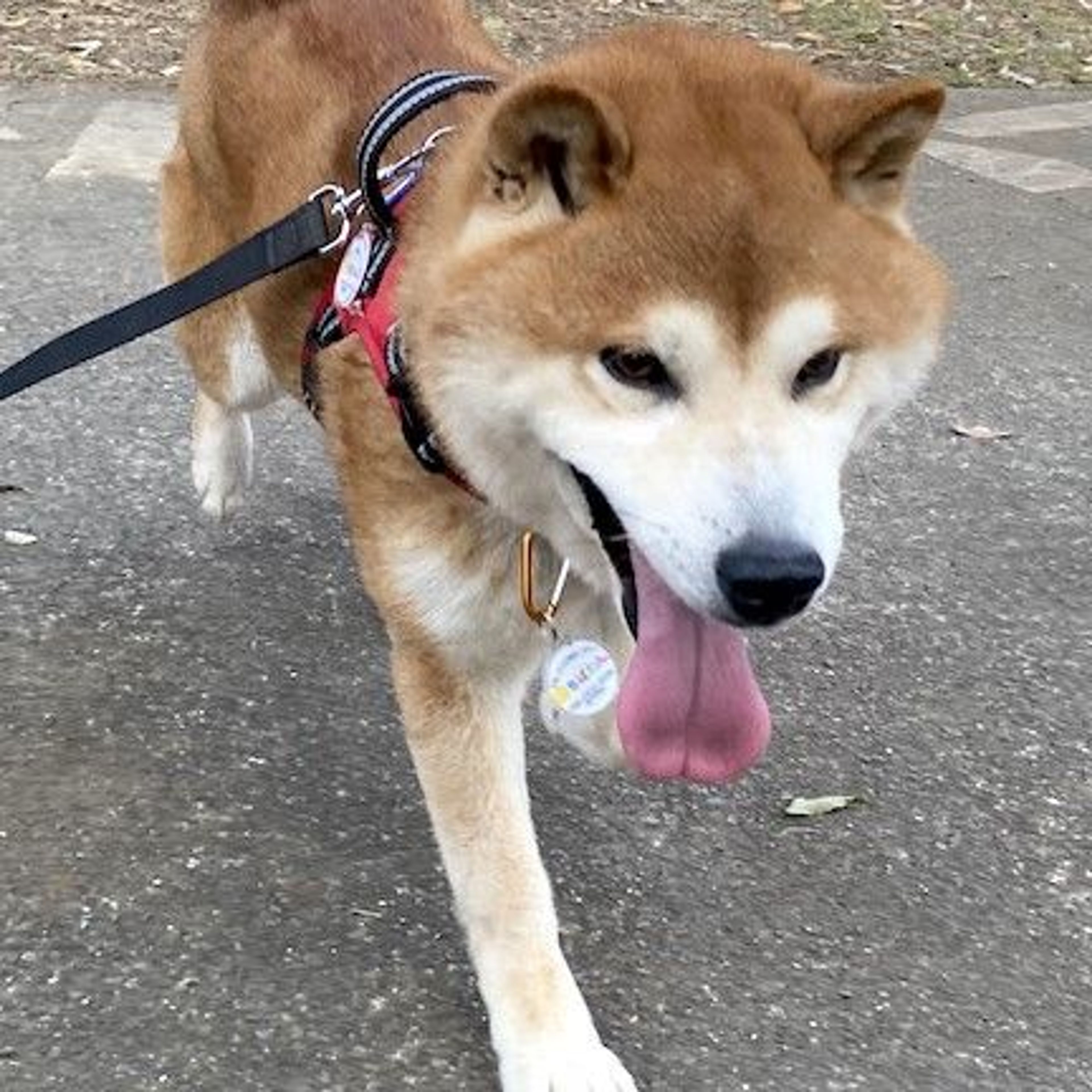 pet-image-2