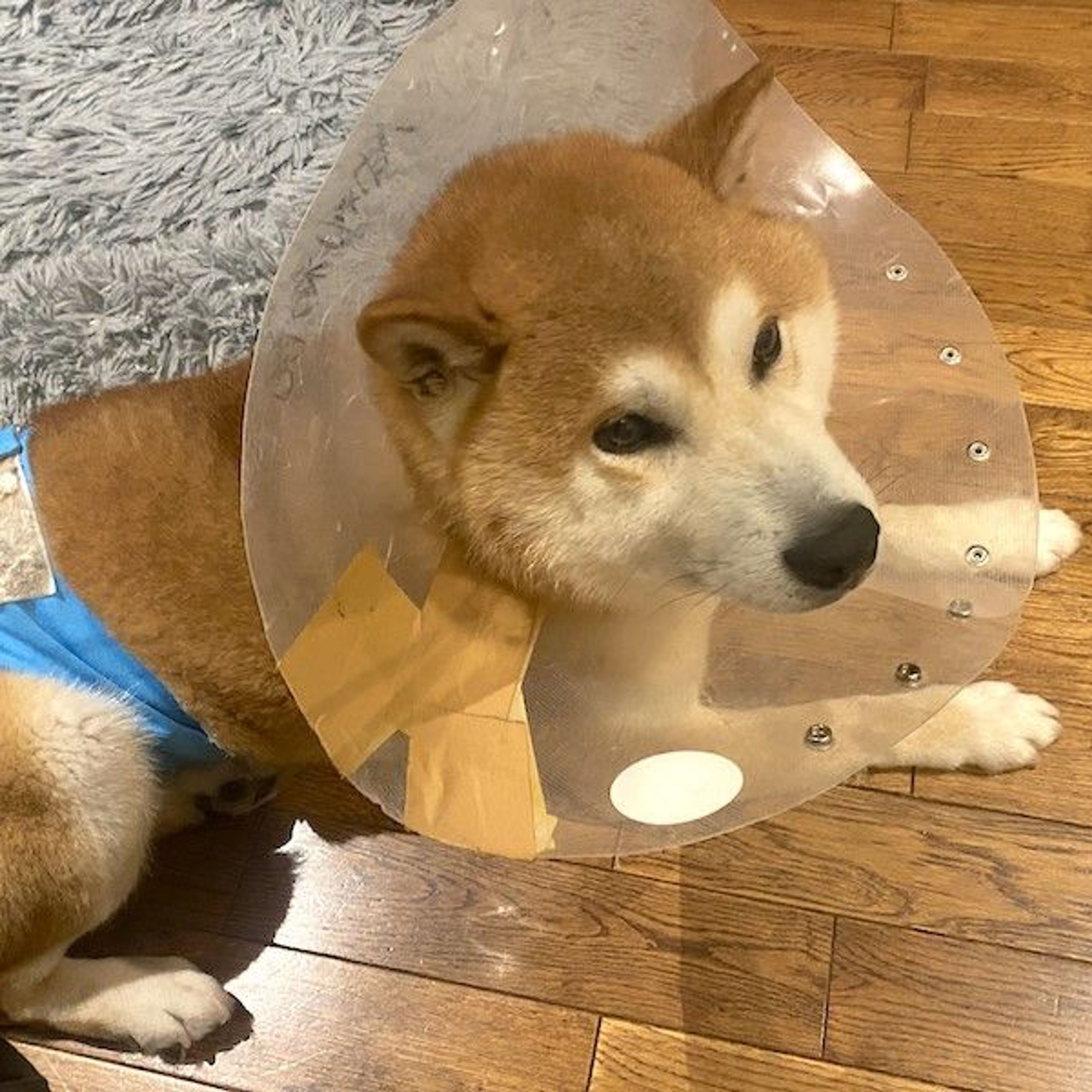 pet-image-3