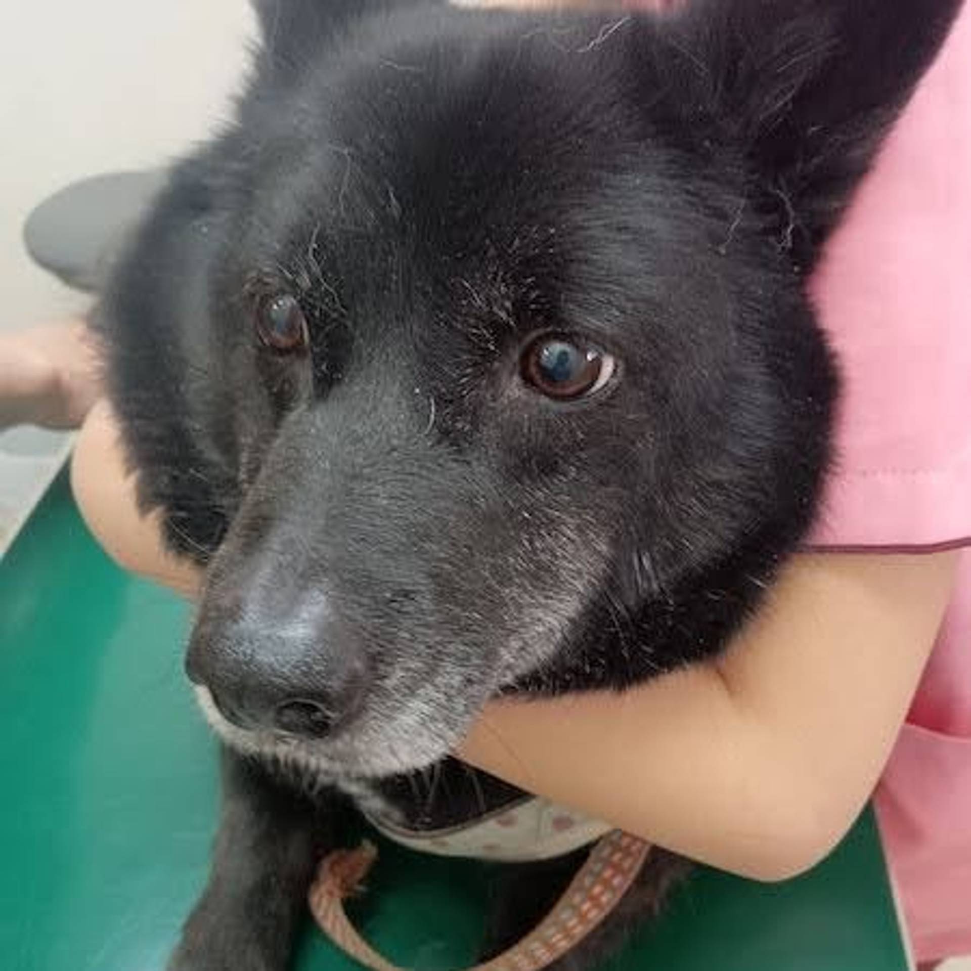 雑種（ミックス犬）・メスの里親募集の写真