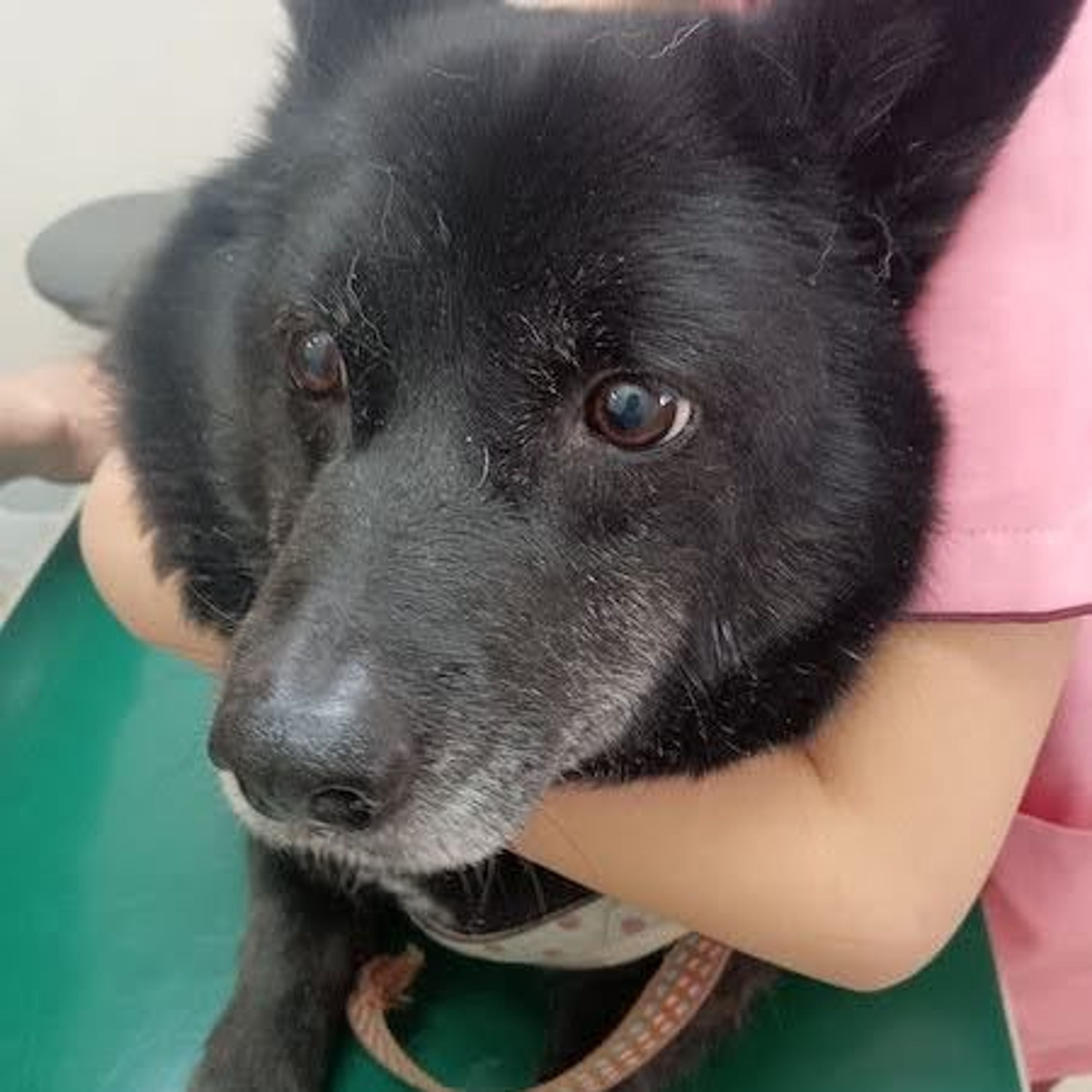 雑種（ミックス犬）・メスの里親募集の写真