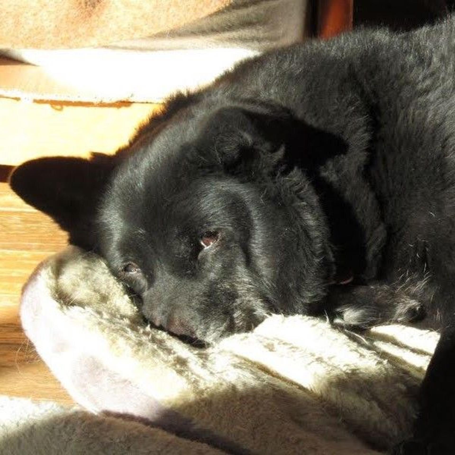 pet-image-3