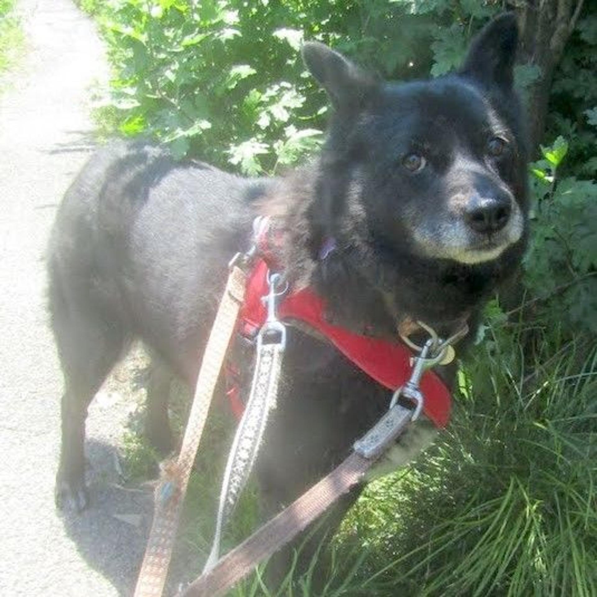 pet-image-4