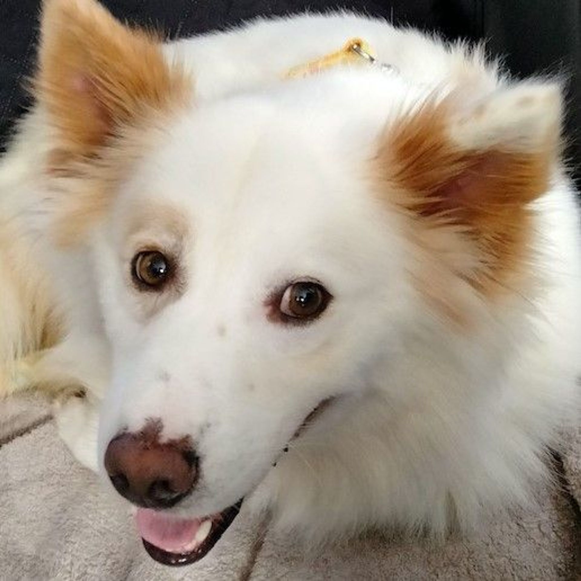 雑種（ミックス犬）・オスの里親募集の写真