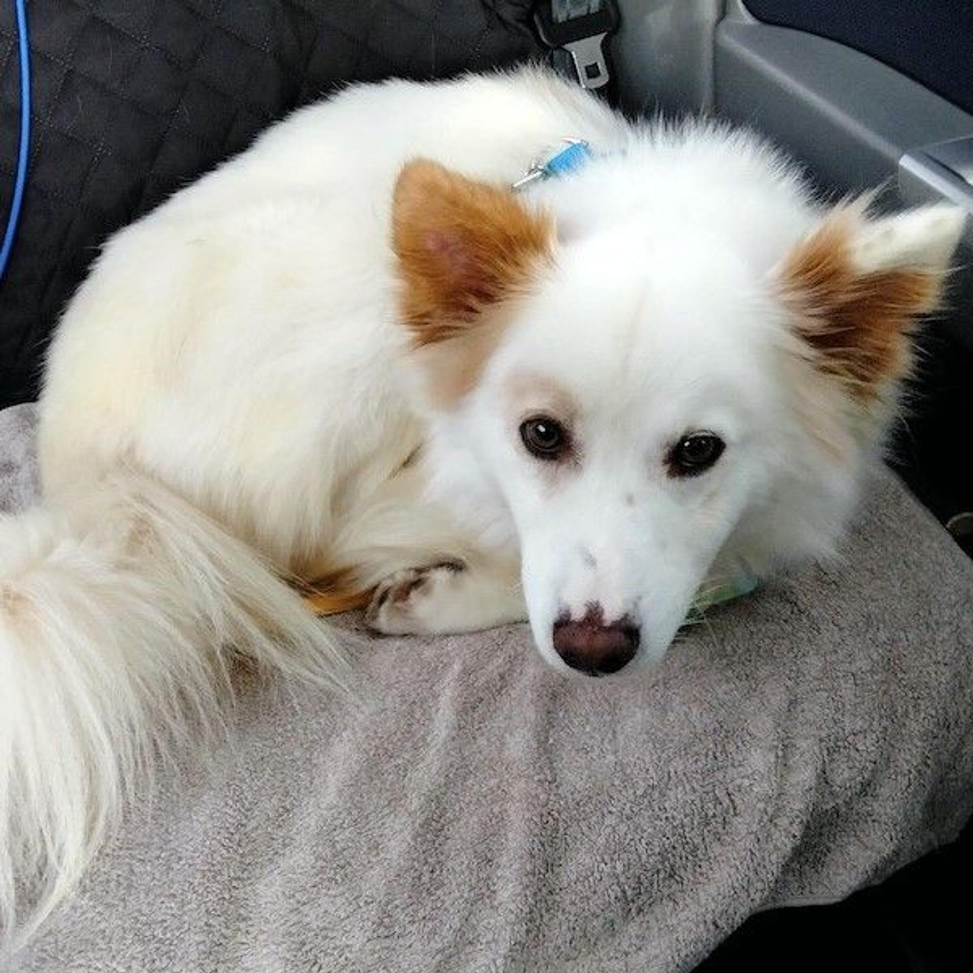 pet-image-4