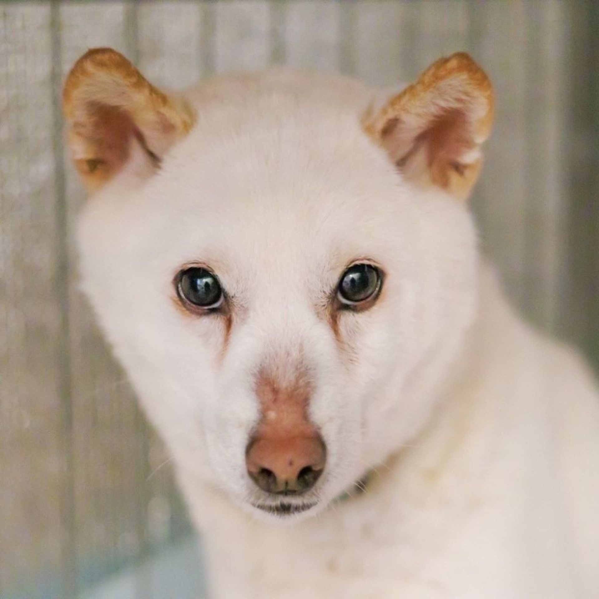 柴犬・メスの里親募集の写真