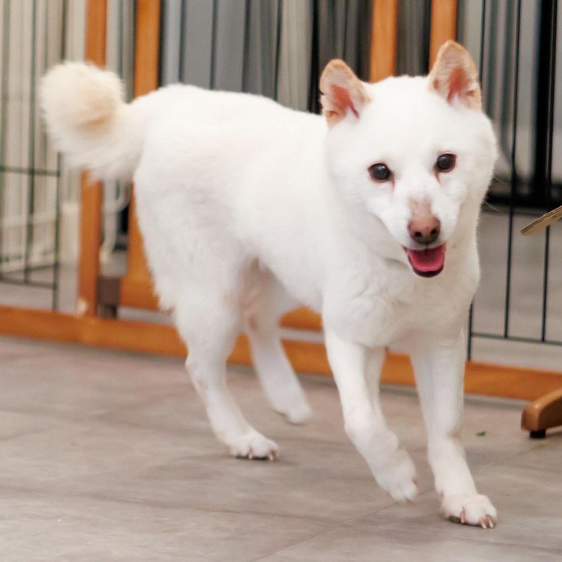 pet-image-3