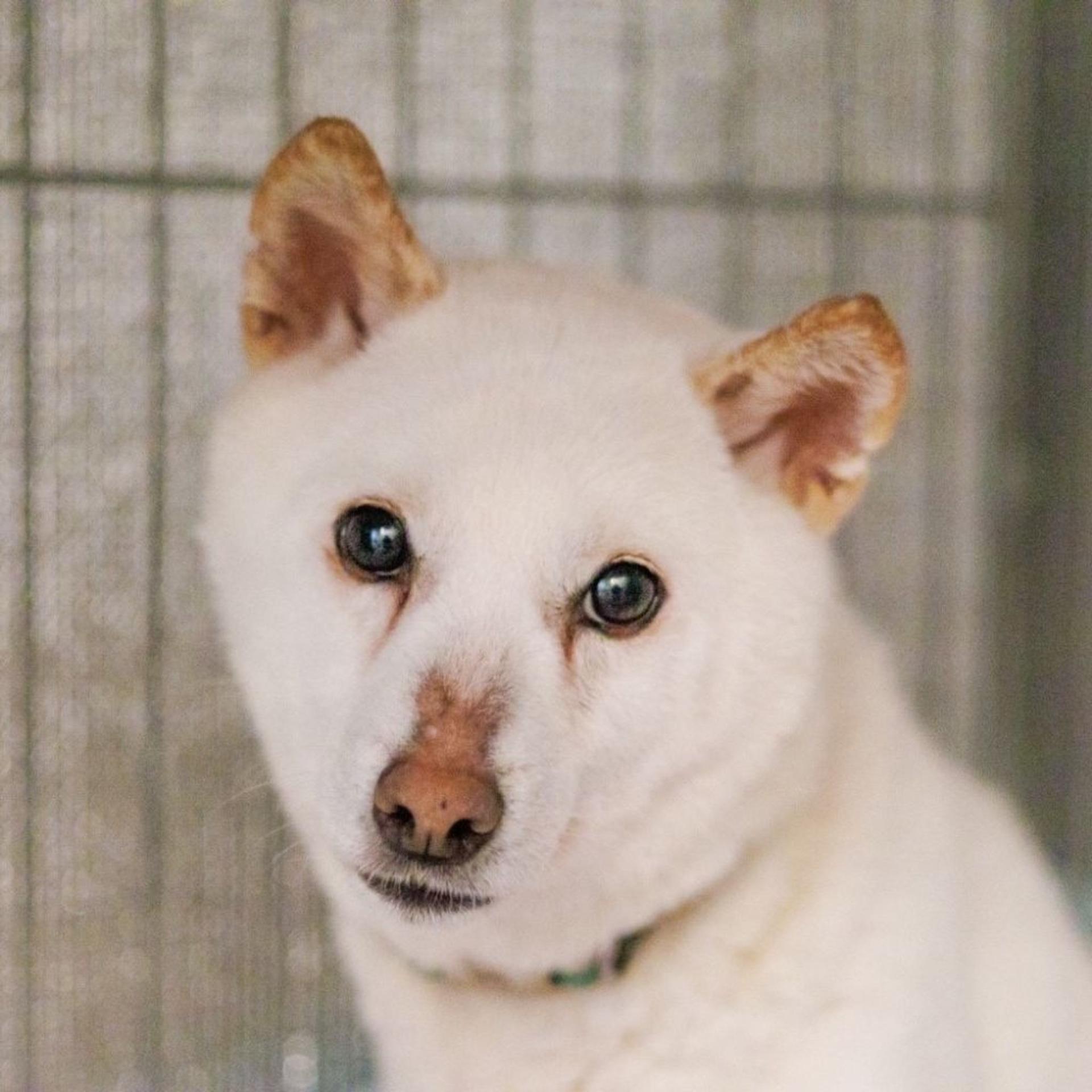 pet-image-4