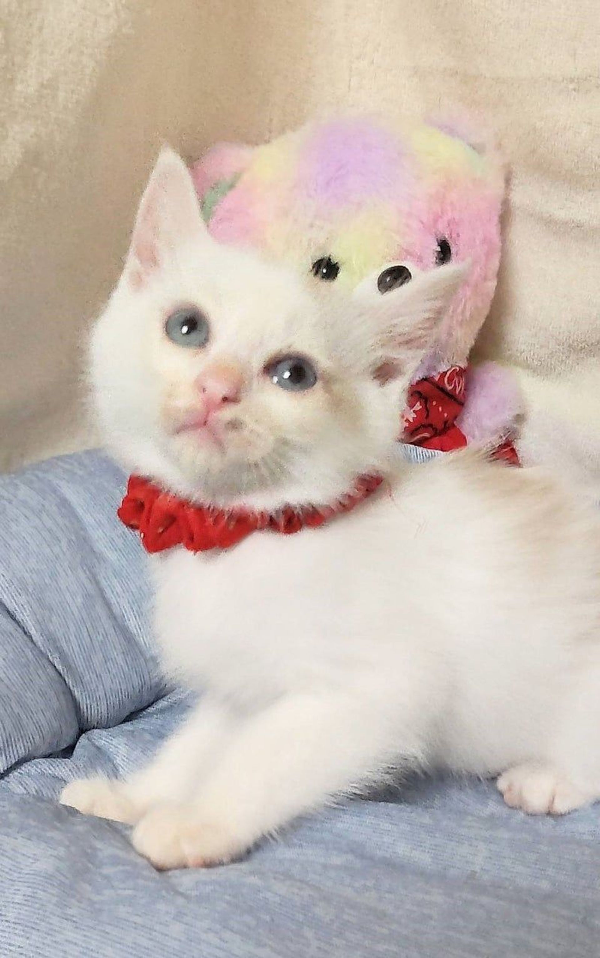 雑種（ミックス猫）・オスの里親募集の写真
