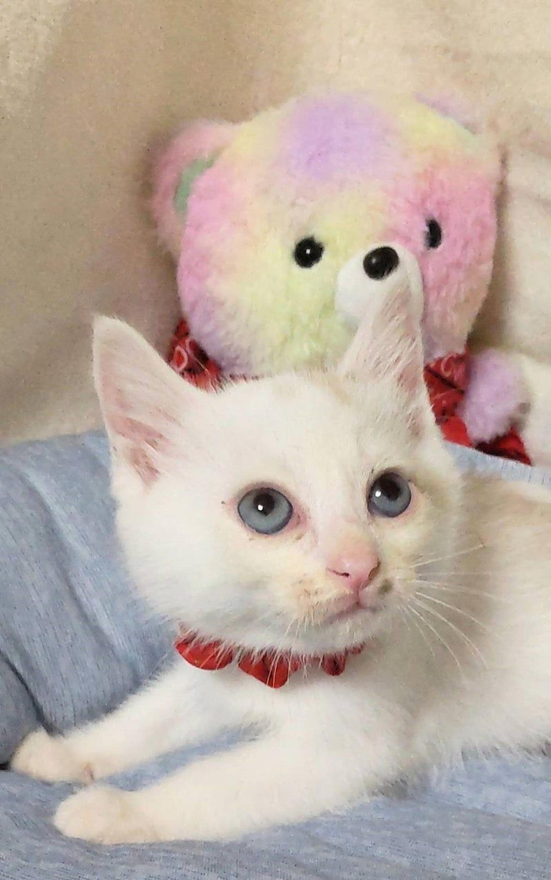 pet-image-2