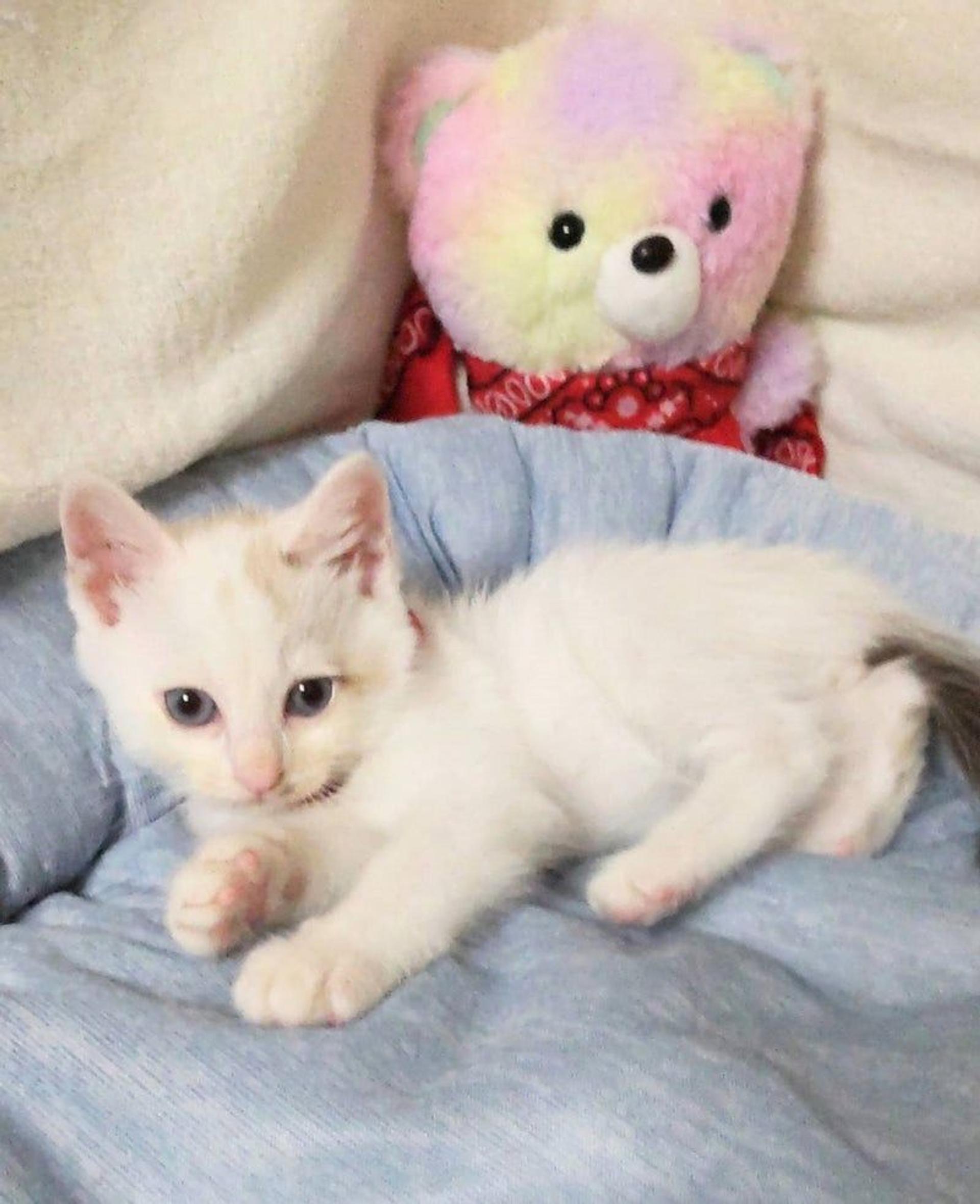 pet-image-3