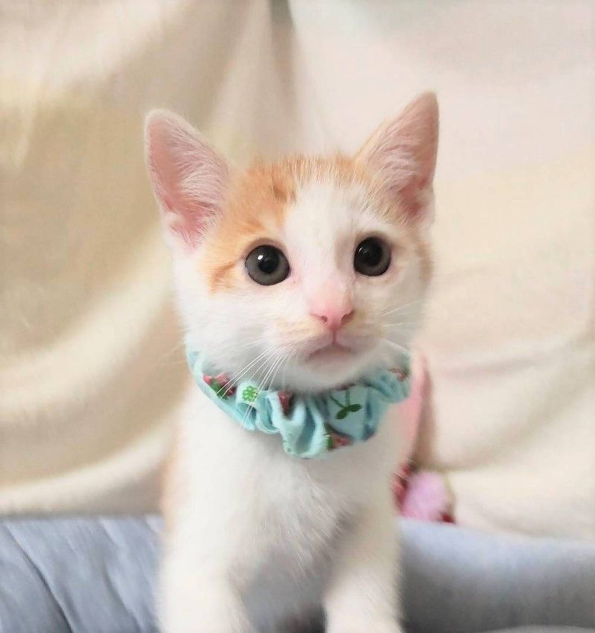 雑種（ミックス猫）・メスの里親募集の写真