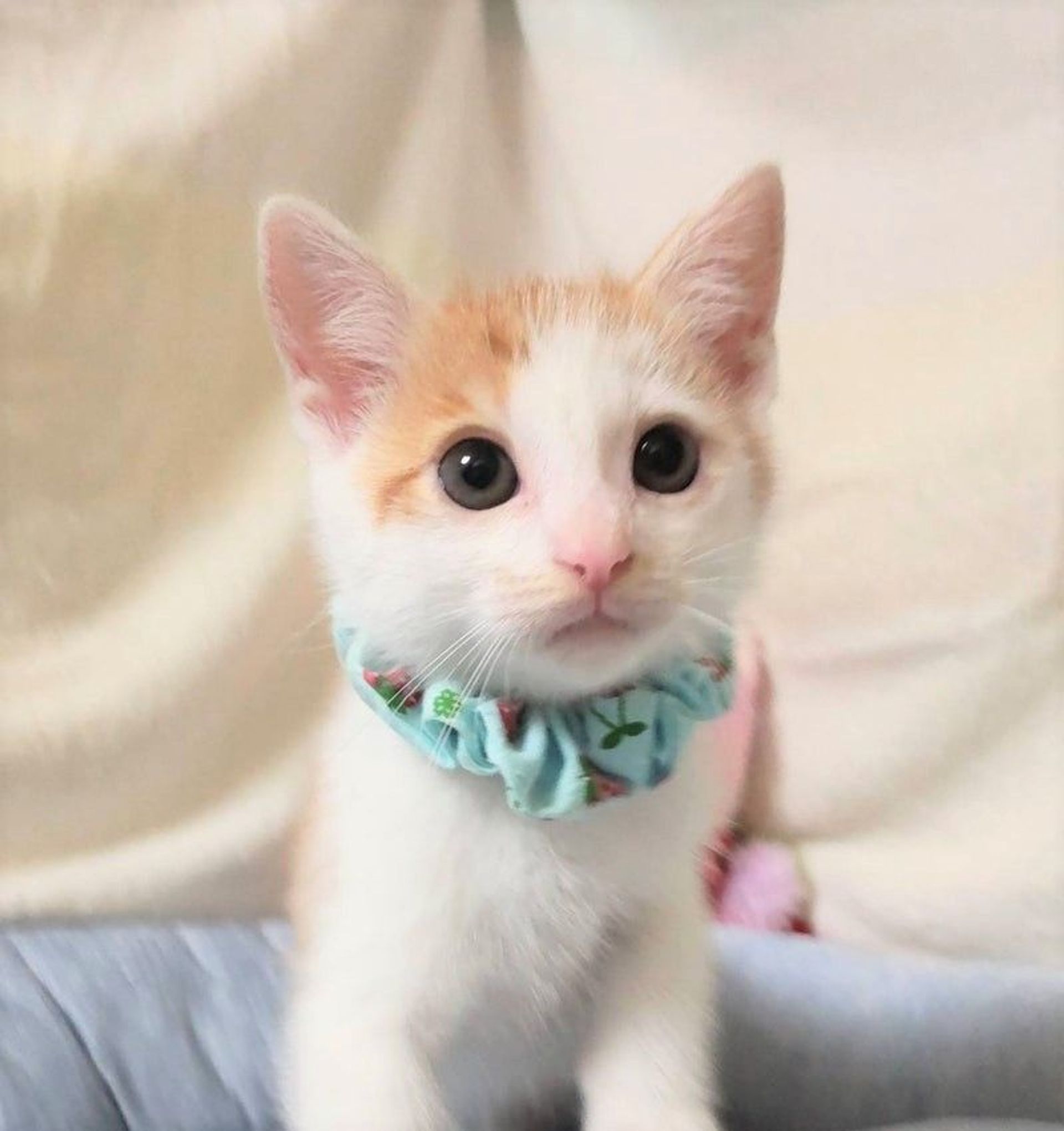 雑種（ミックス猫）・メスの里親募集の写真
