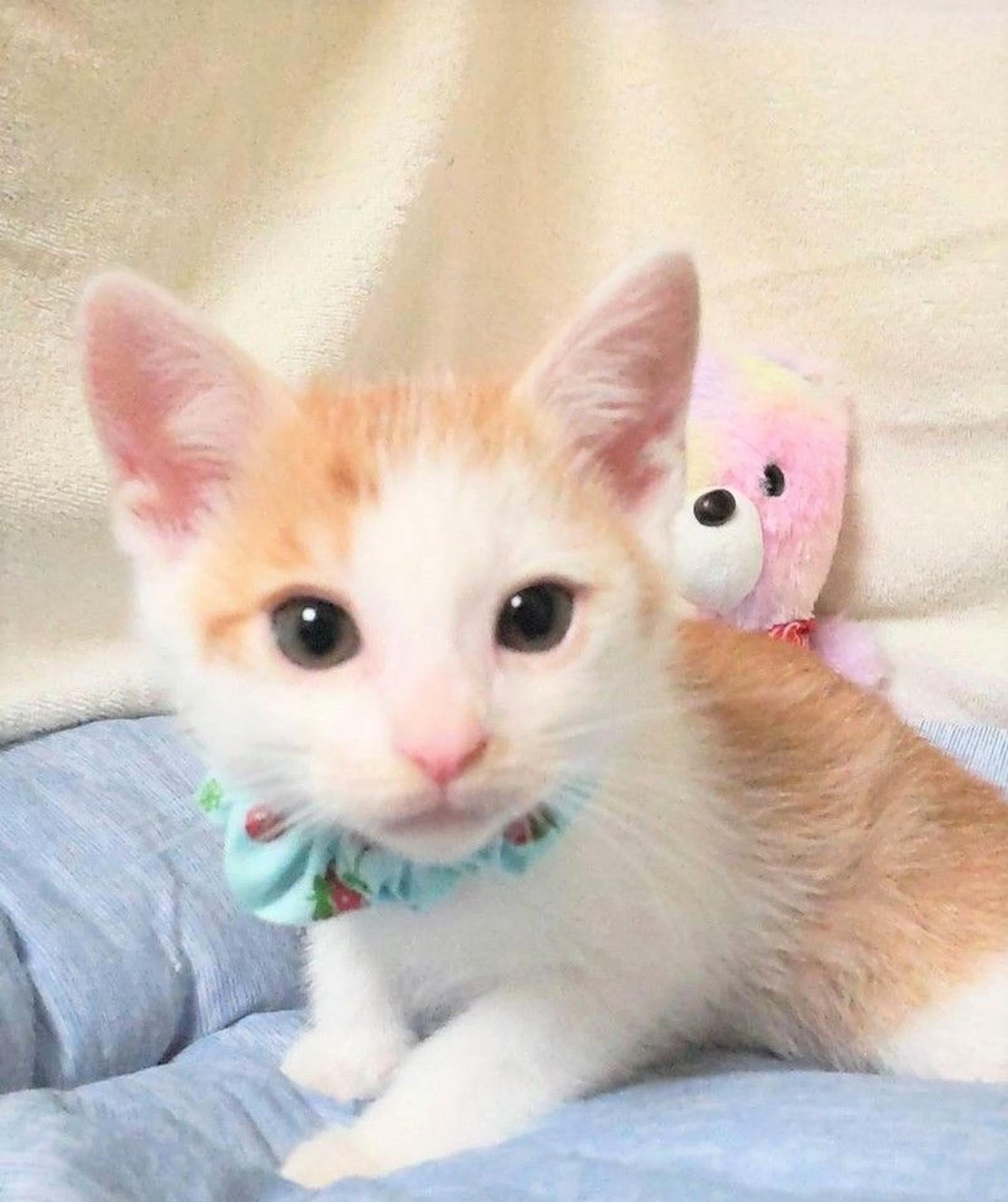 pet-image-2